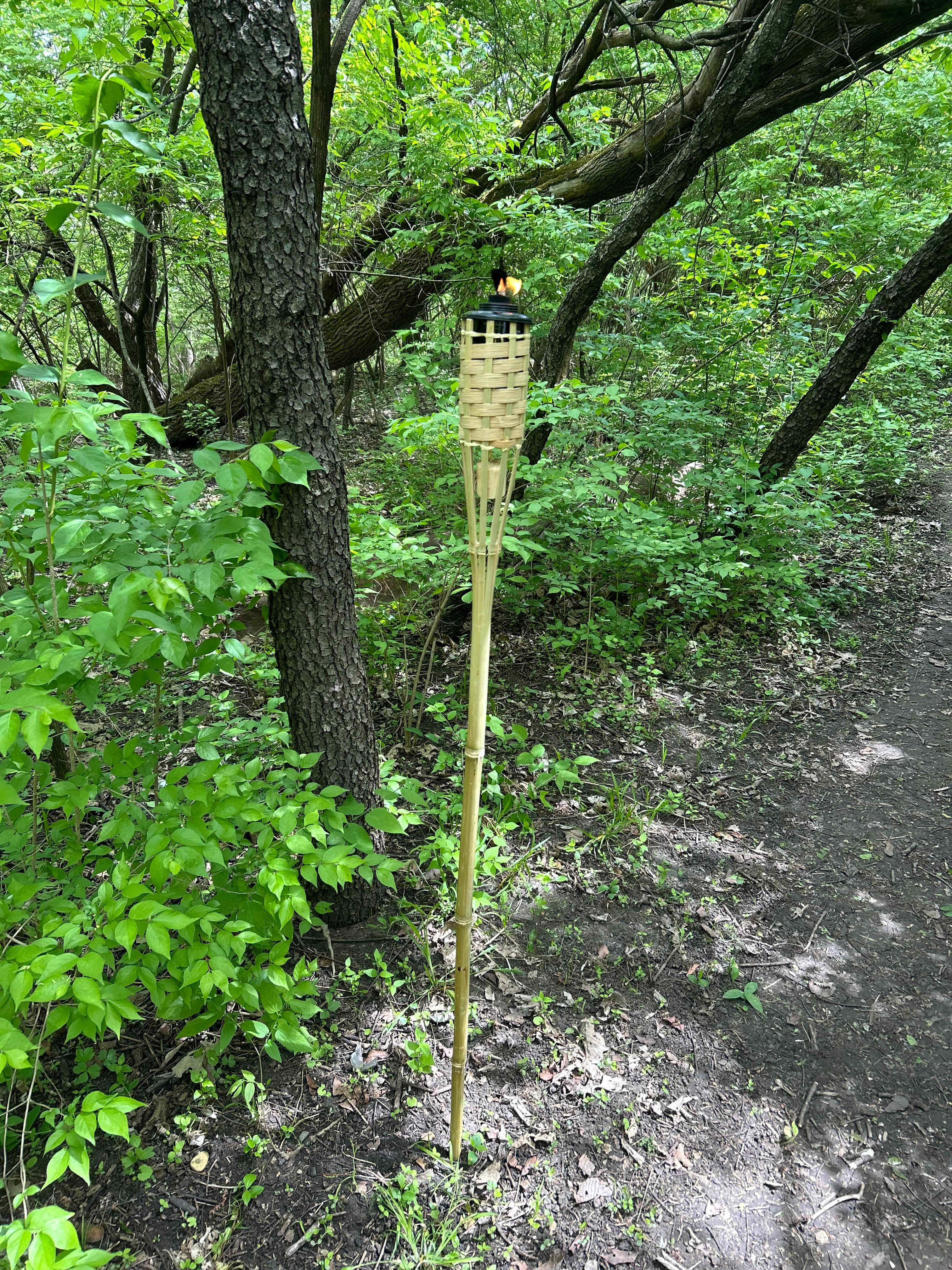 East Woods on the IL River