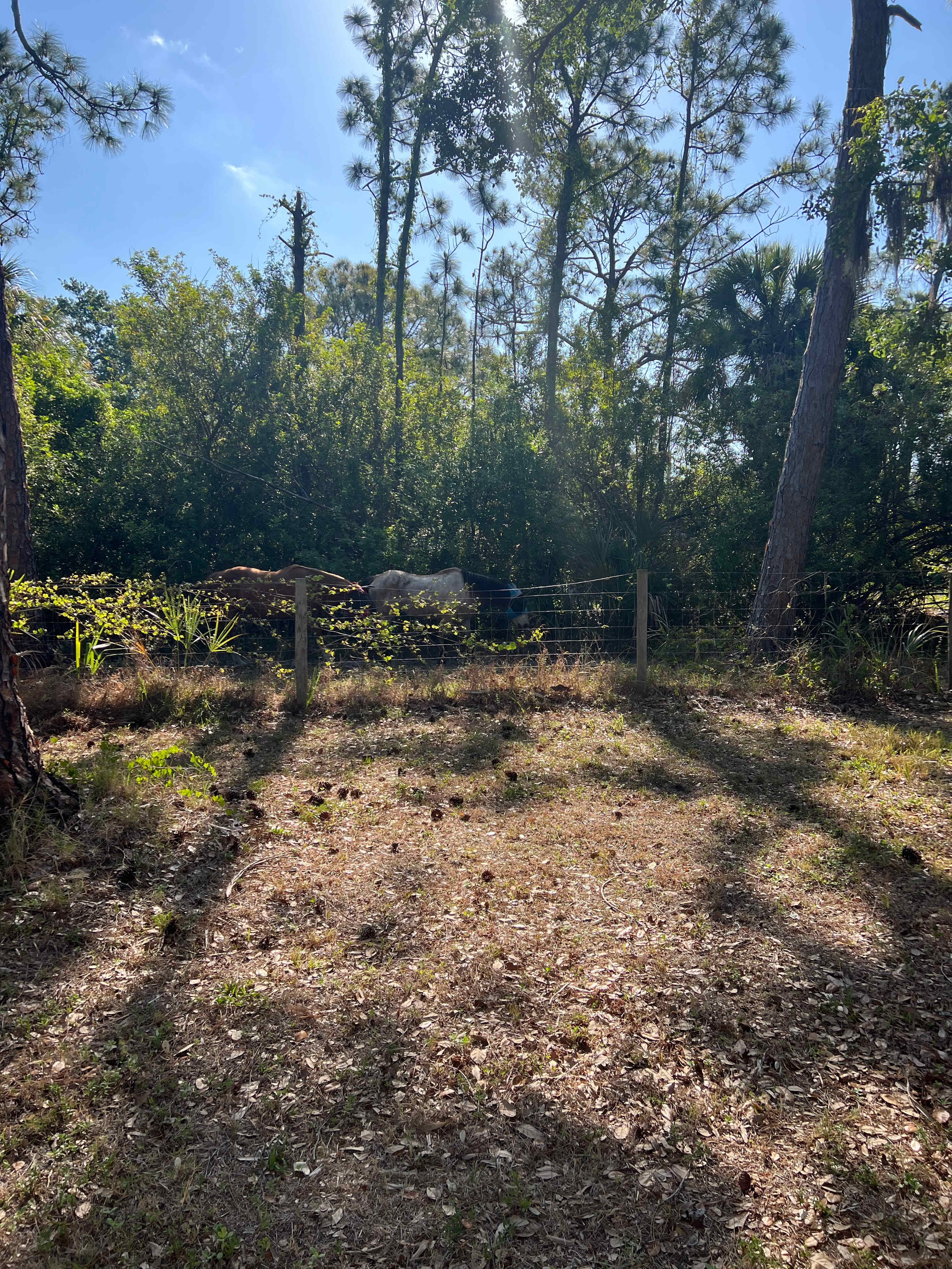 Bell Oaks Ranch 5 min from Beach