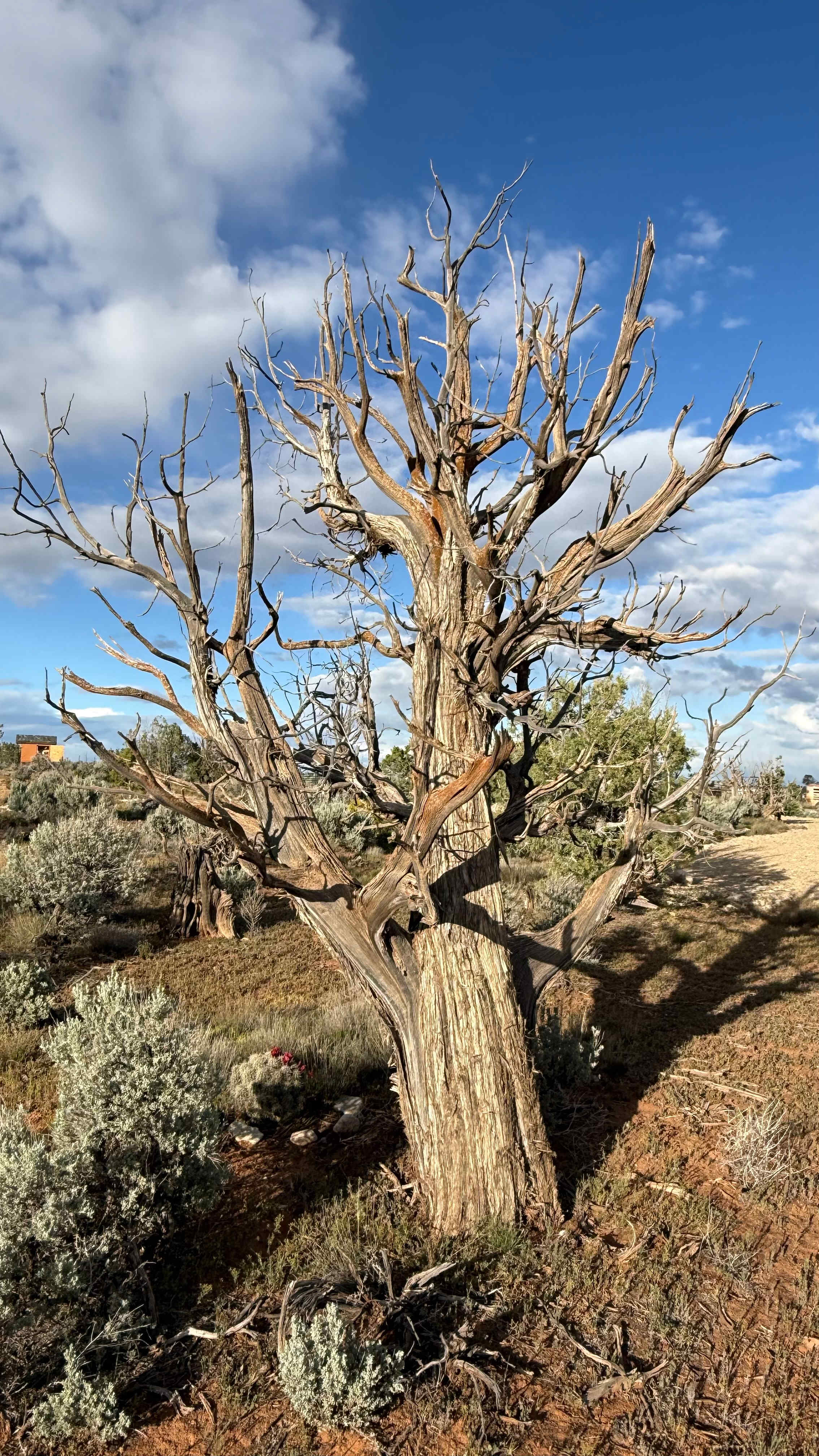 Love these trees with character even if dead. 