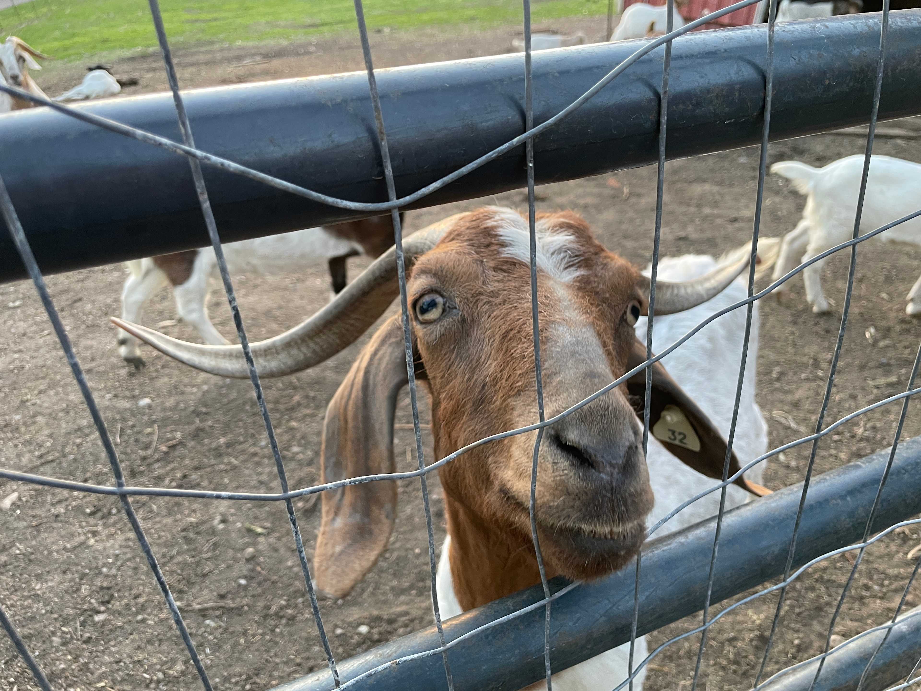 Camping with Unruly Goats