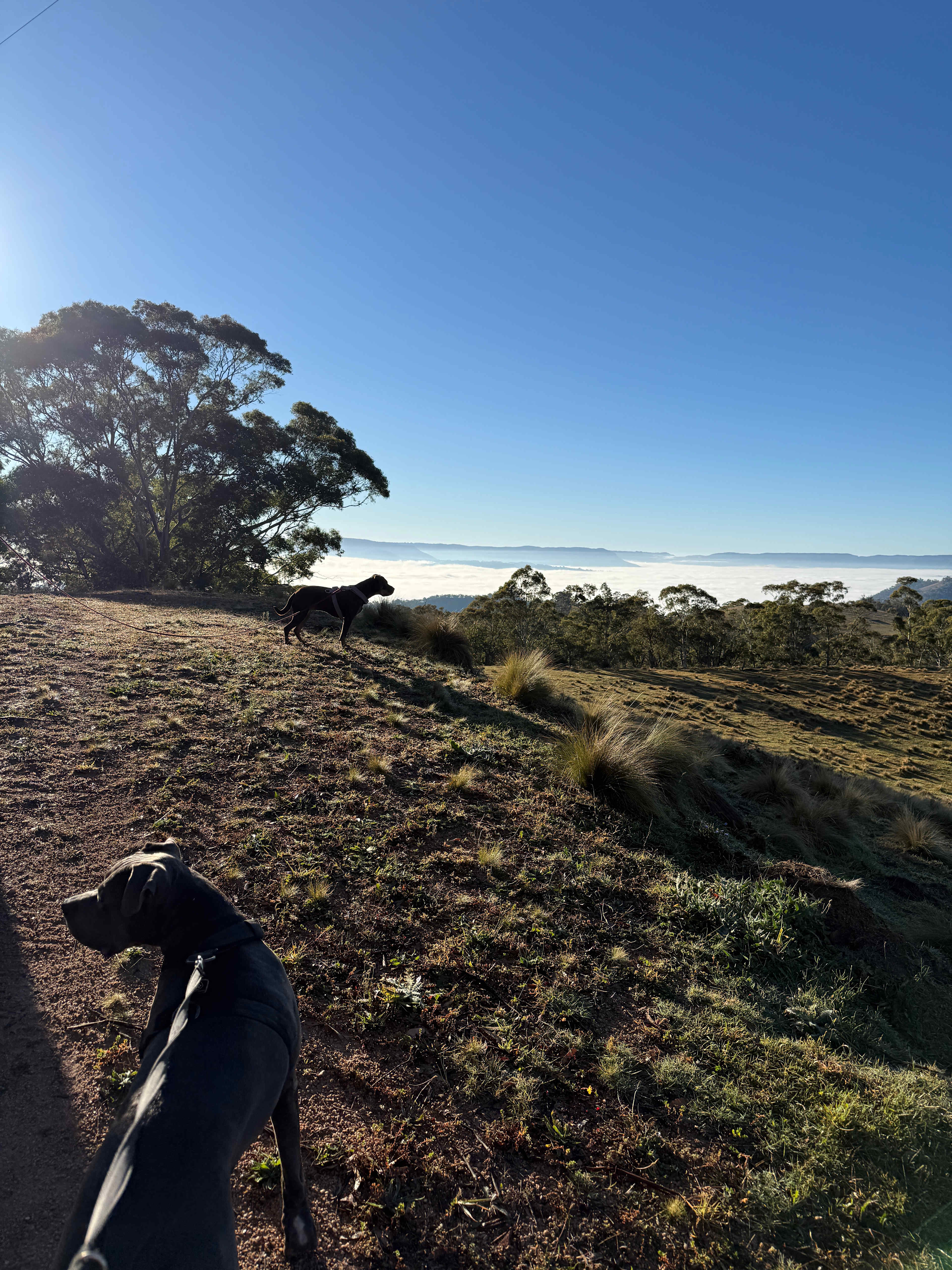 Aurora-Exclusive Blue Mountains
