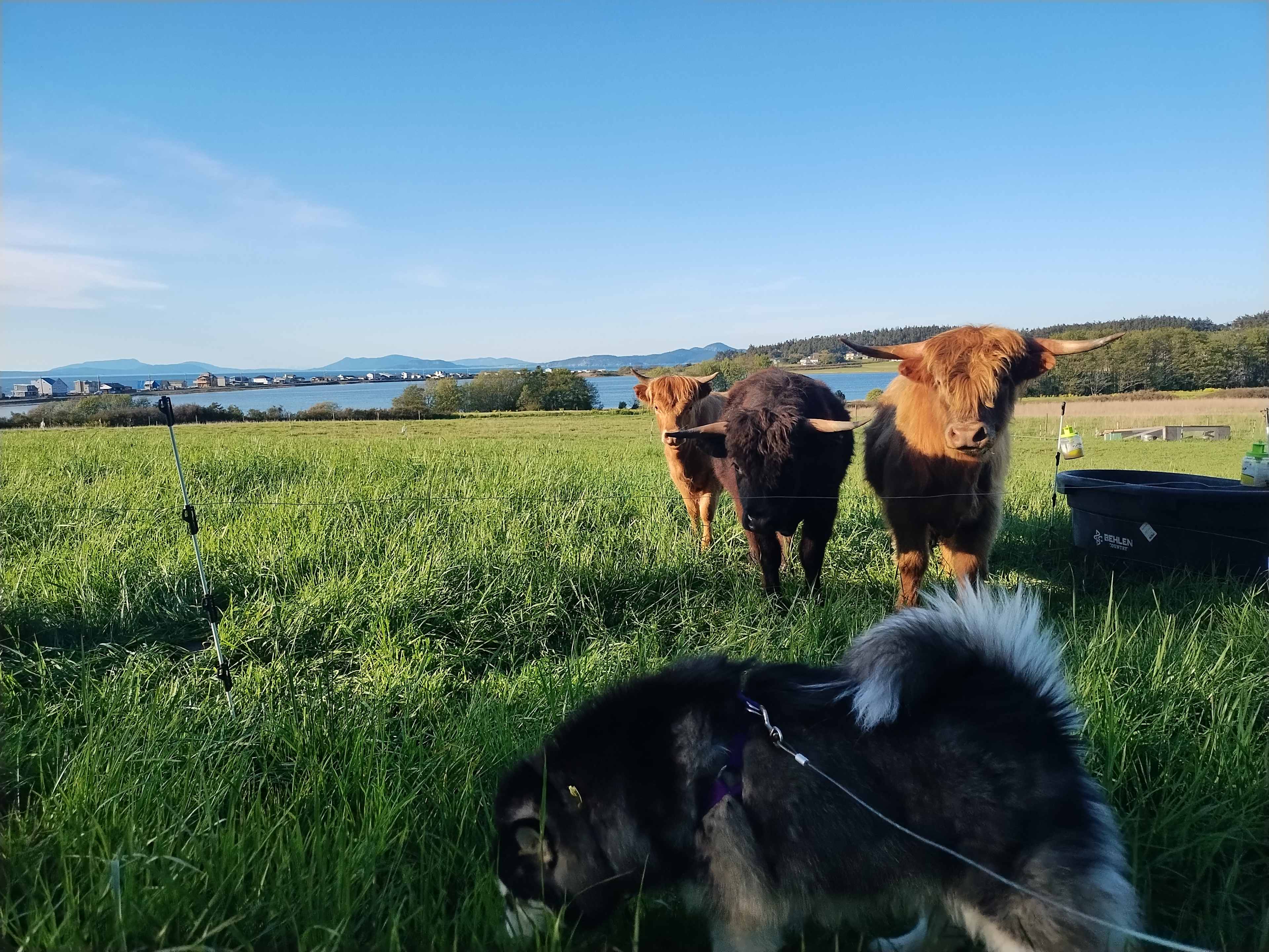 Lilly with cows!