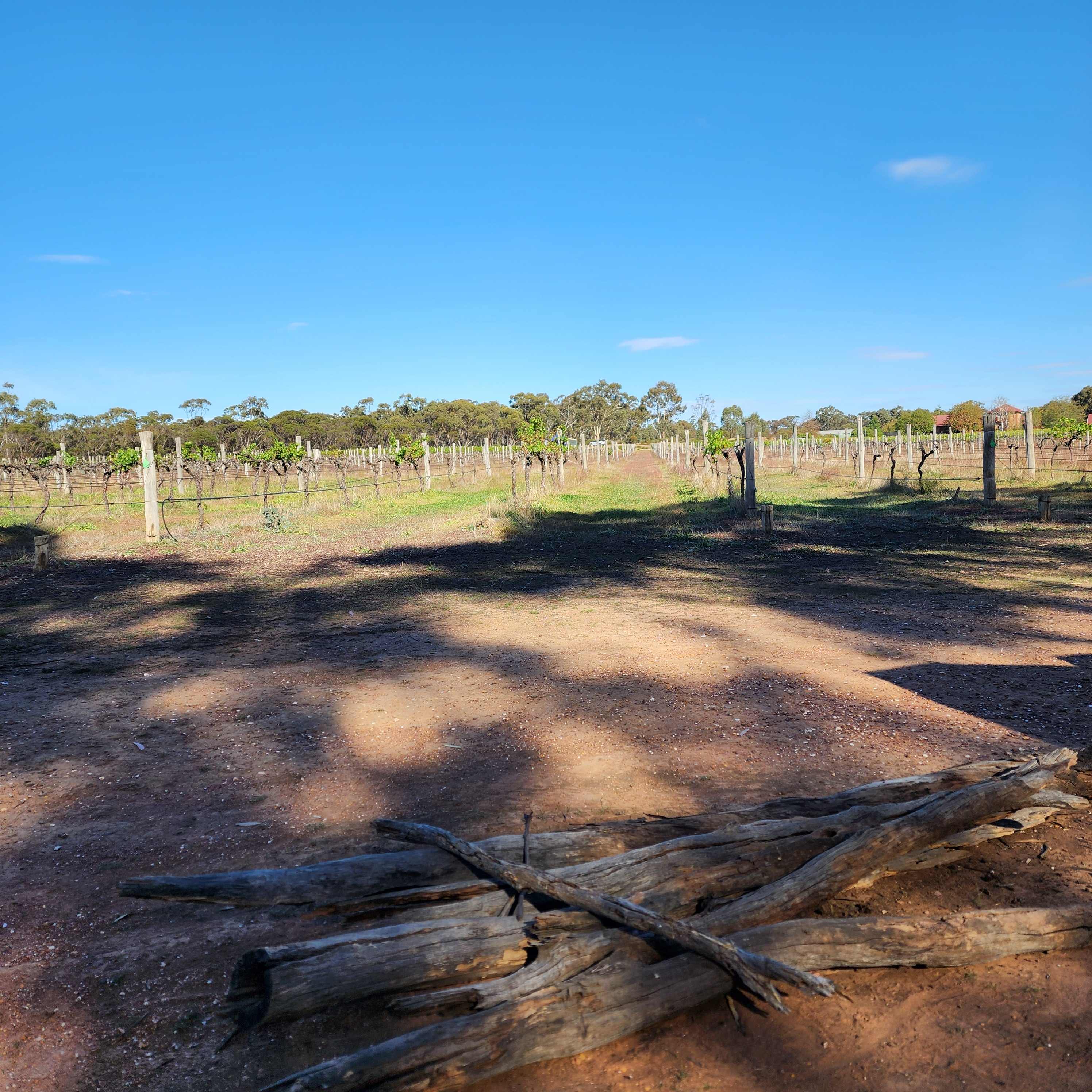Sandhurst Ridge Vineyard
