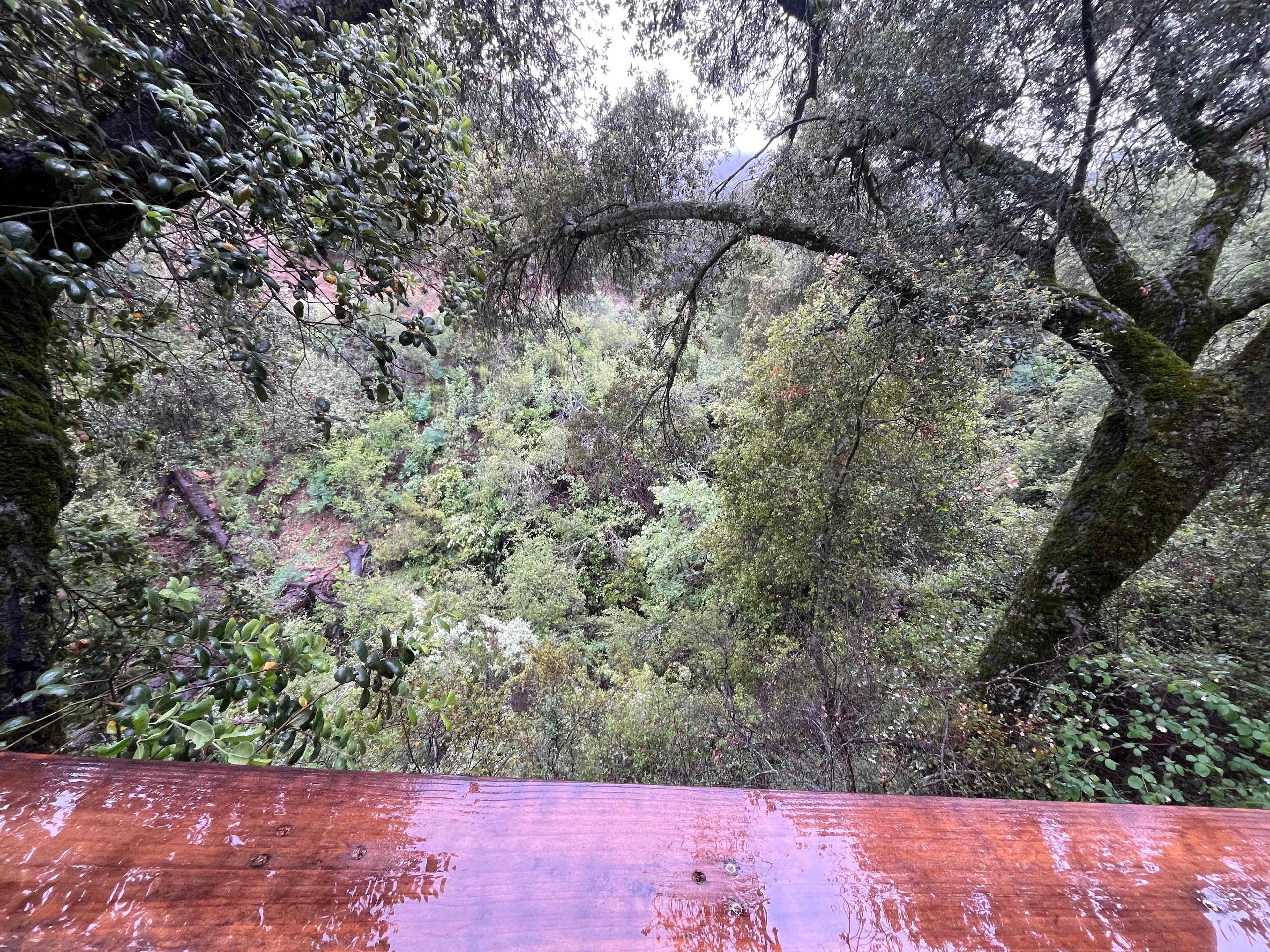 Trees off the deck