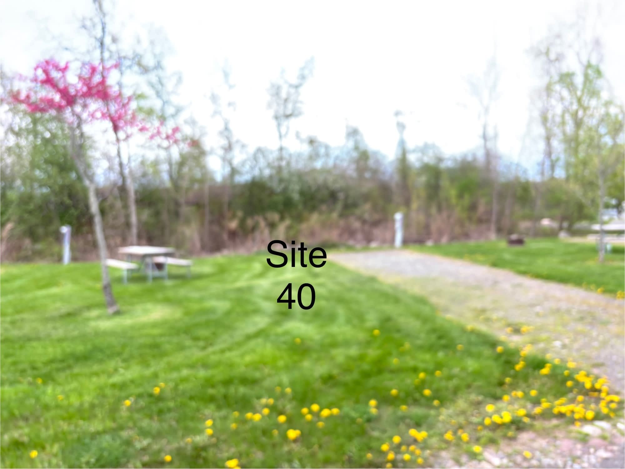 Picture of the site