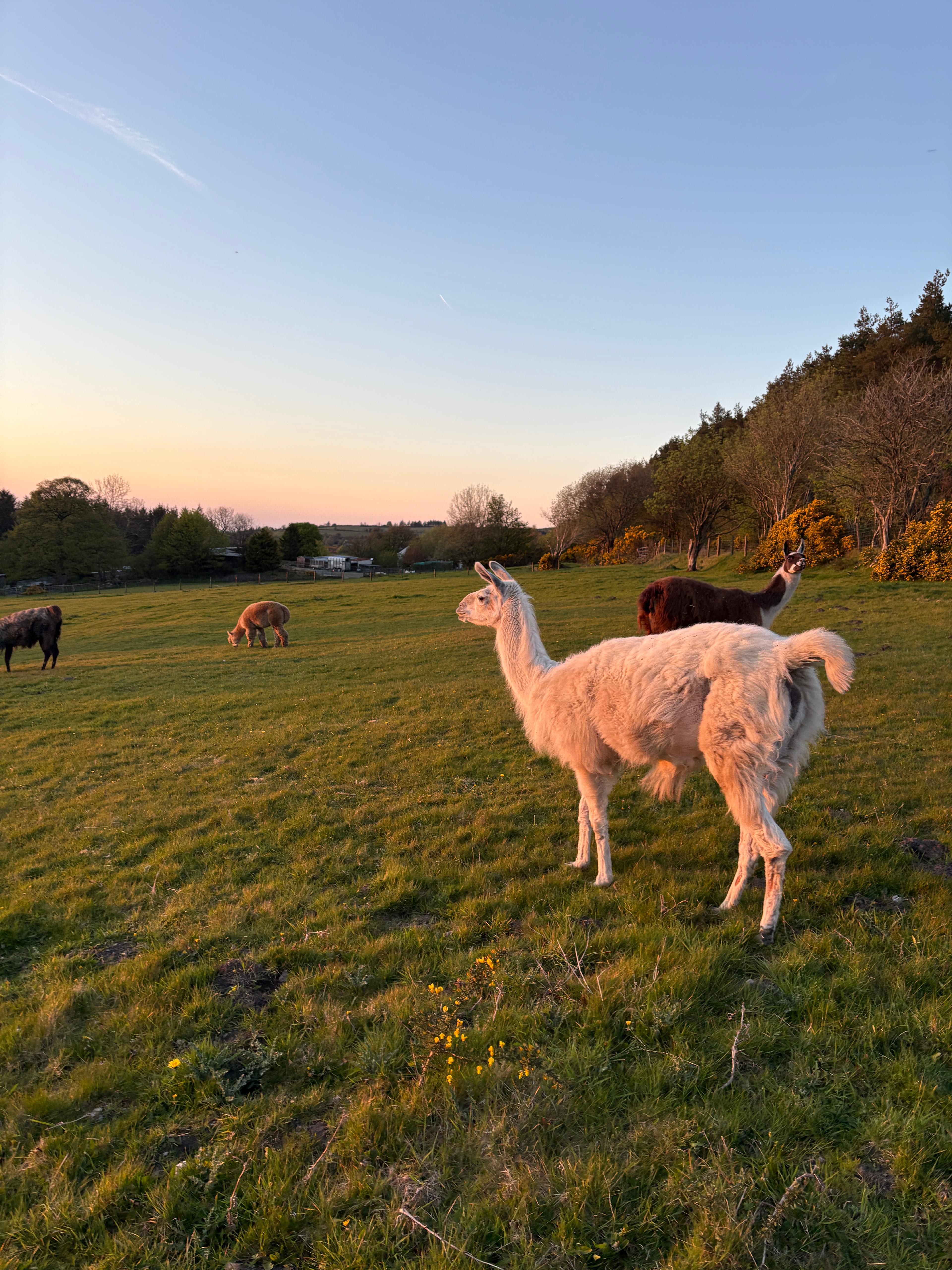 Nipstone Campsite