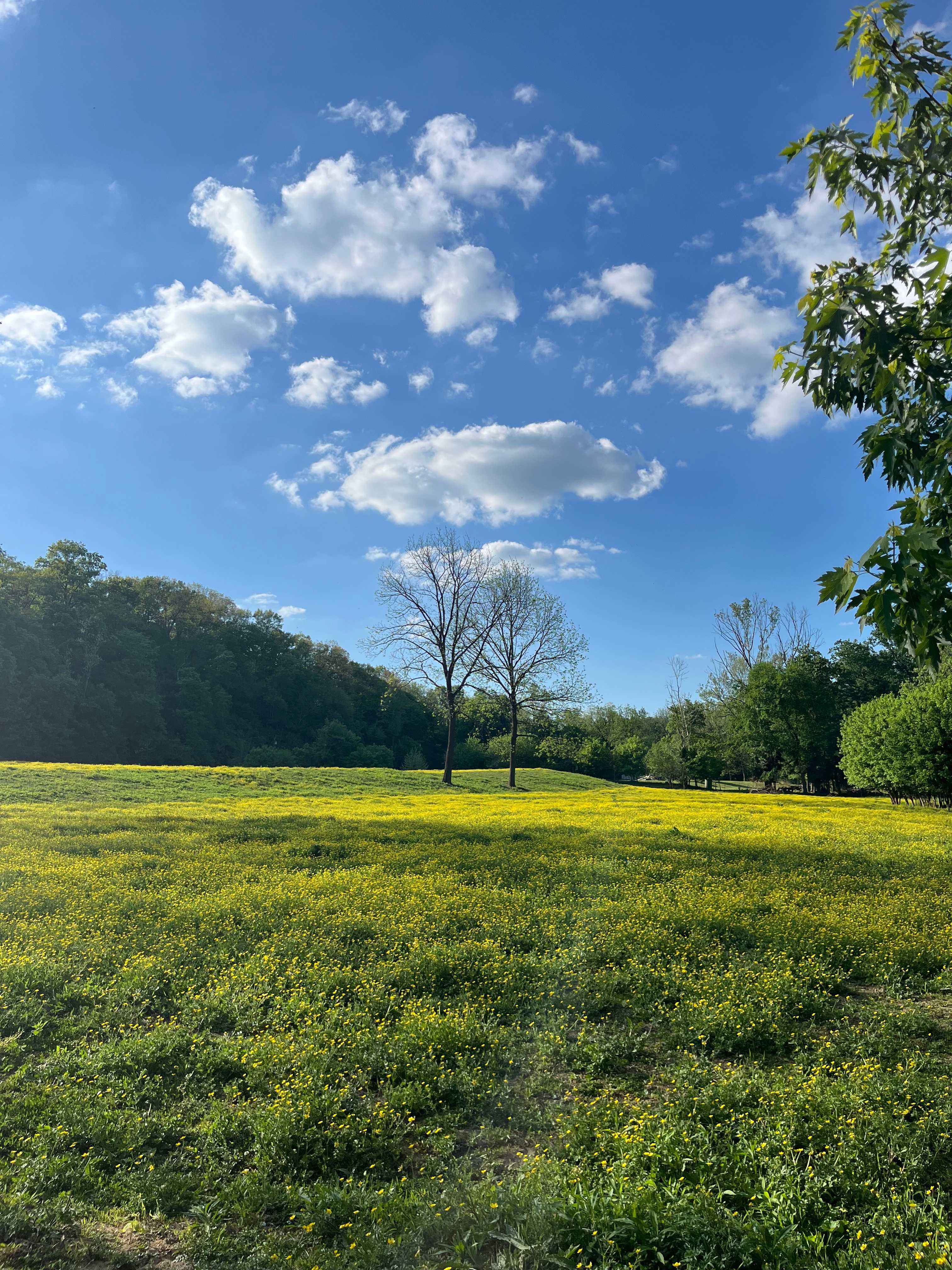 Wildcat Creek Farm in Tyrone