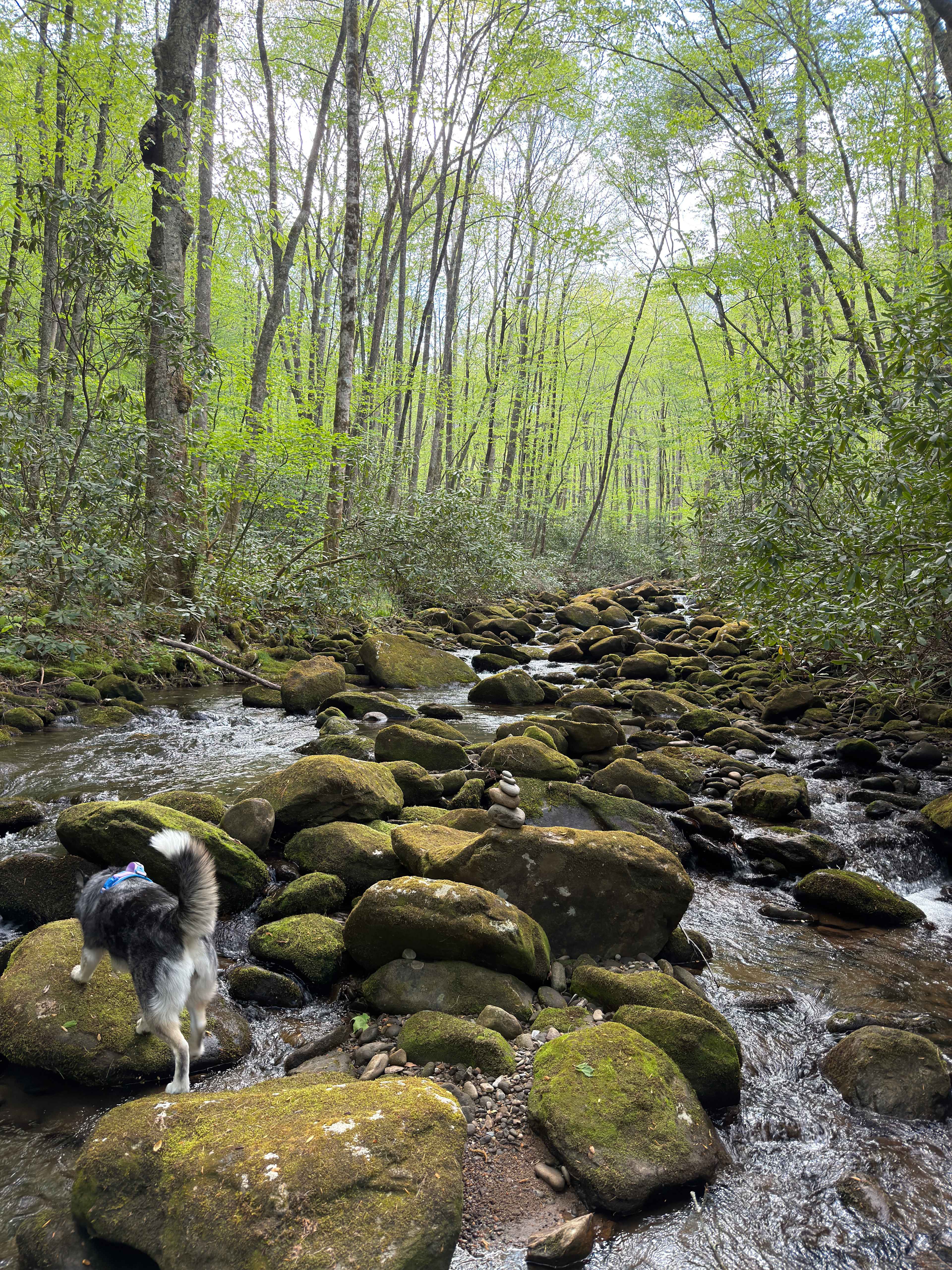 Mountain Creek Rest