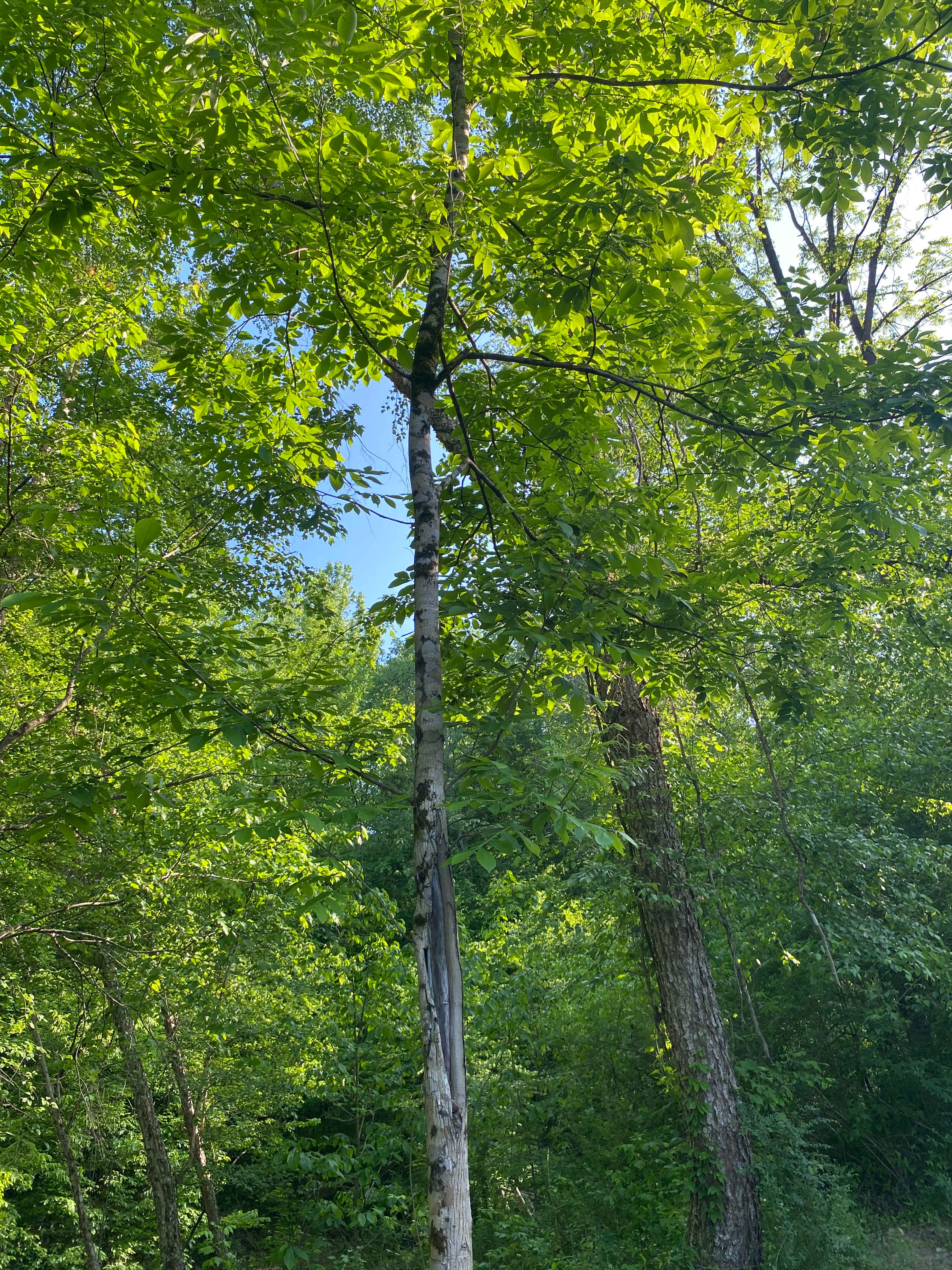 Willow Creek Camping