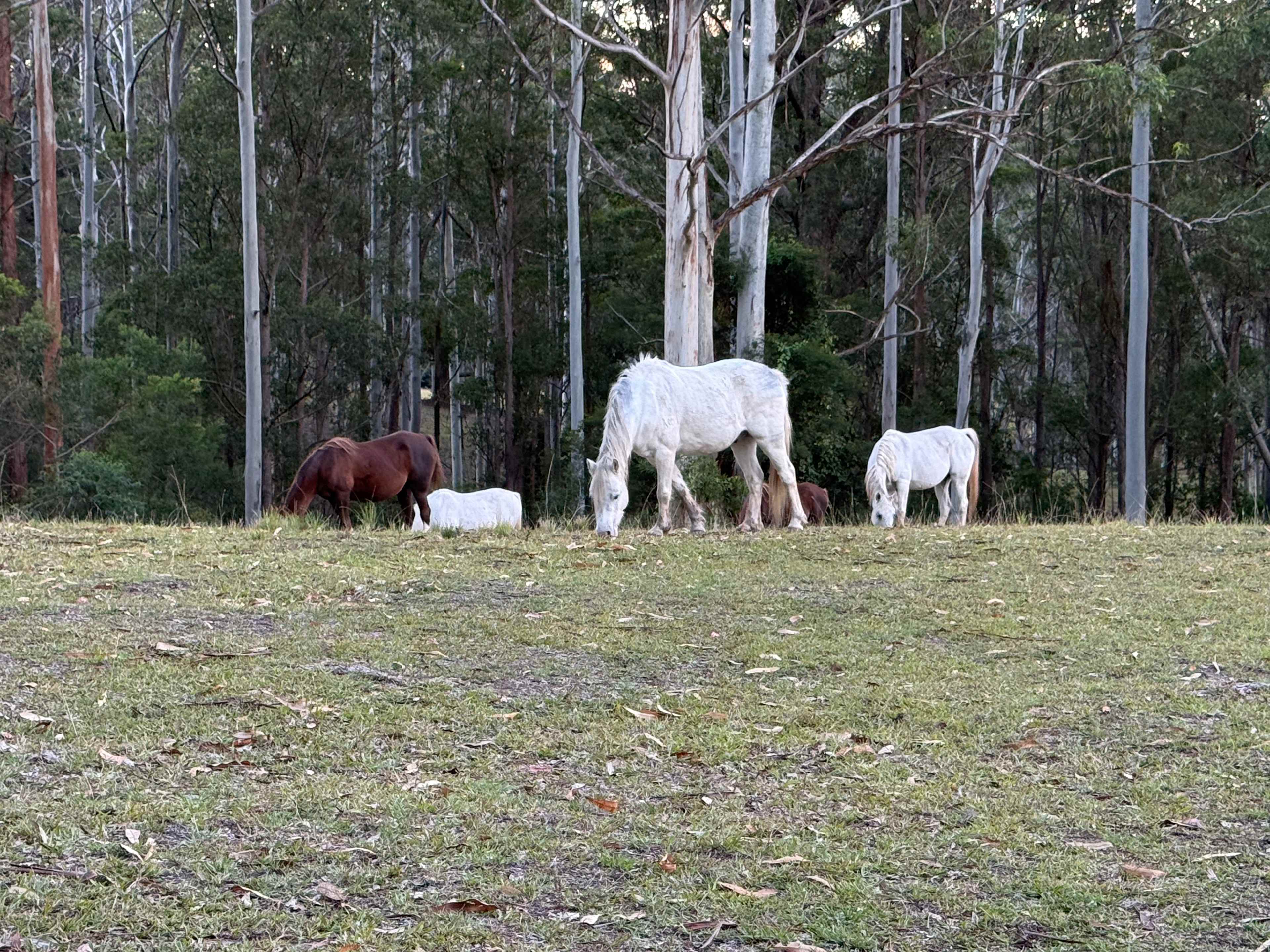 Wootton Arabian Stud Farmstay