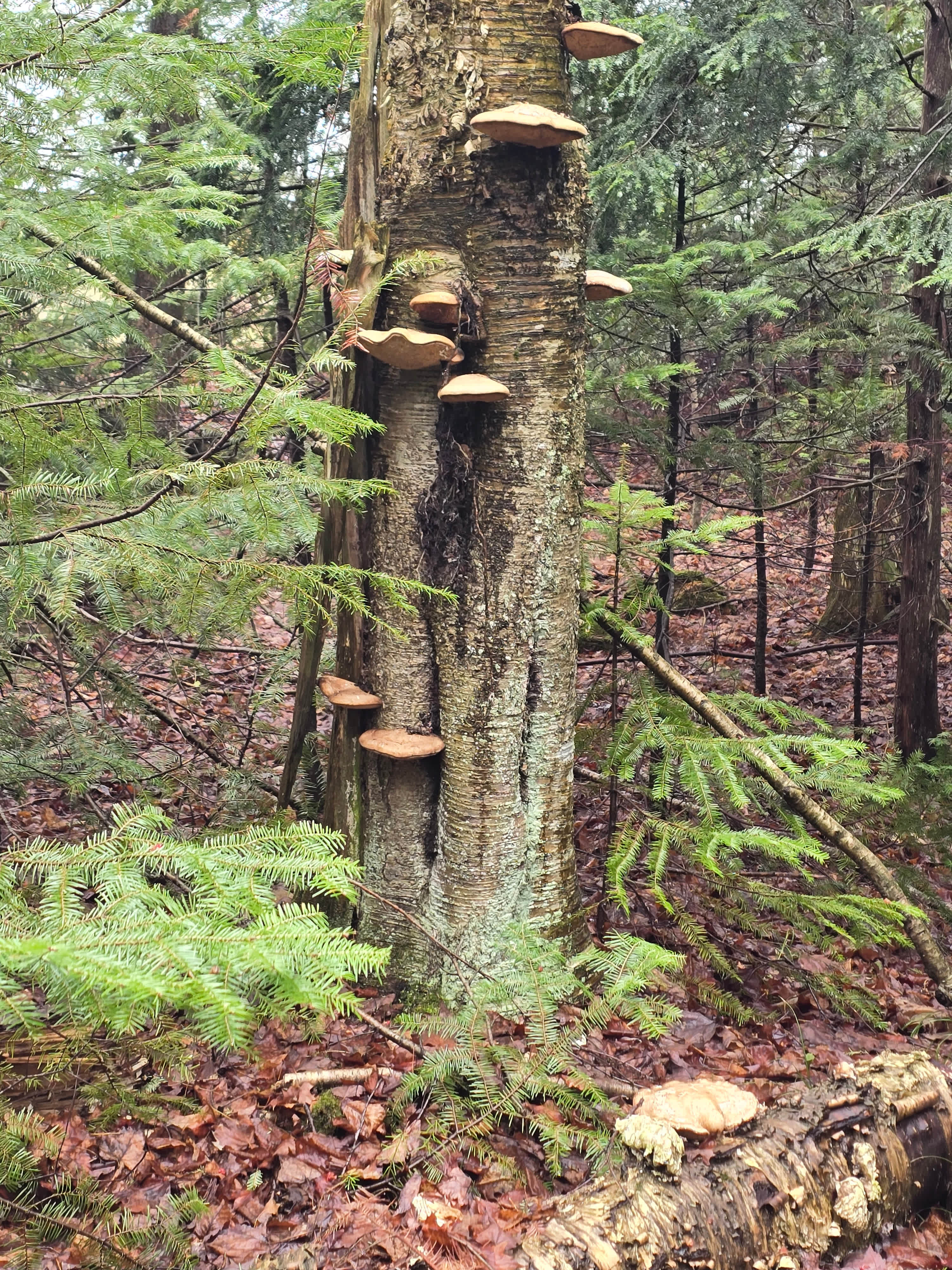Forest Cabin
