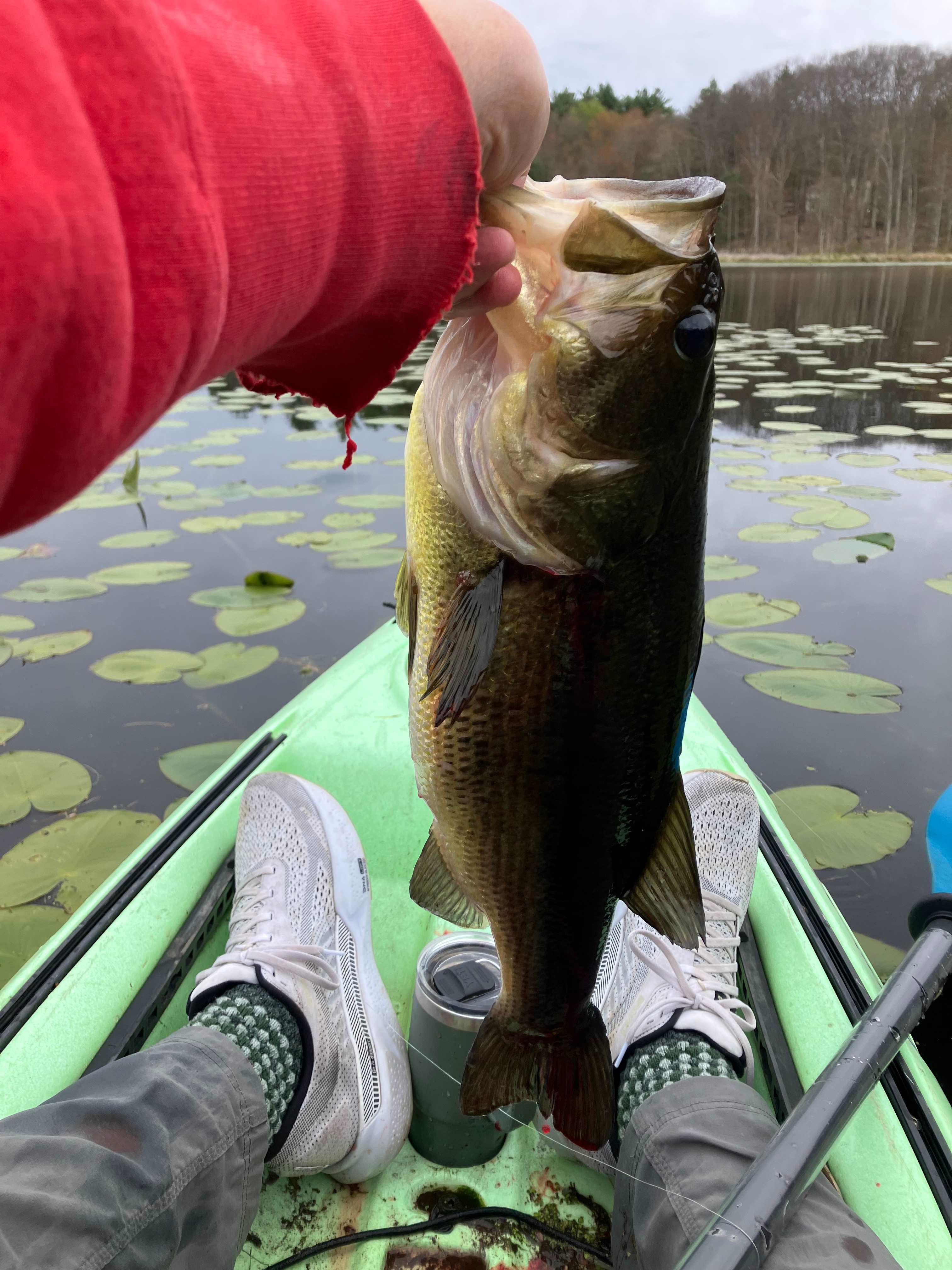 3.4 lb gent. 