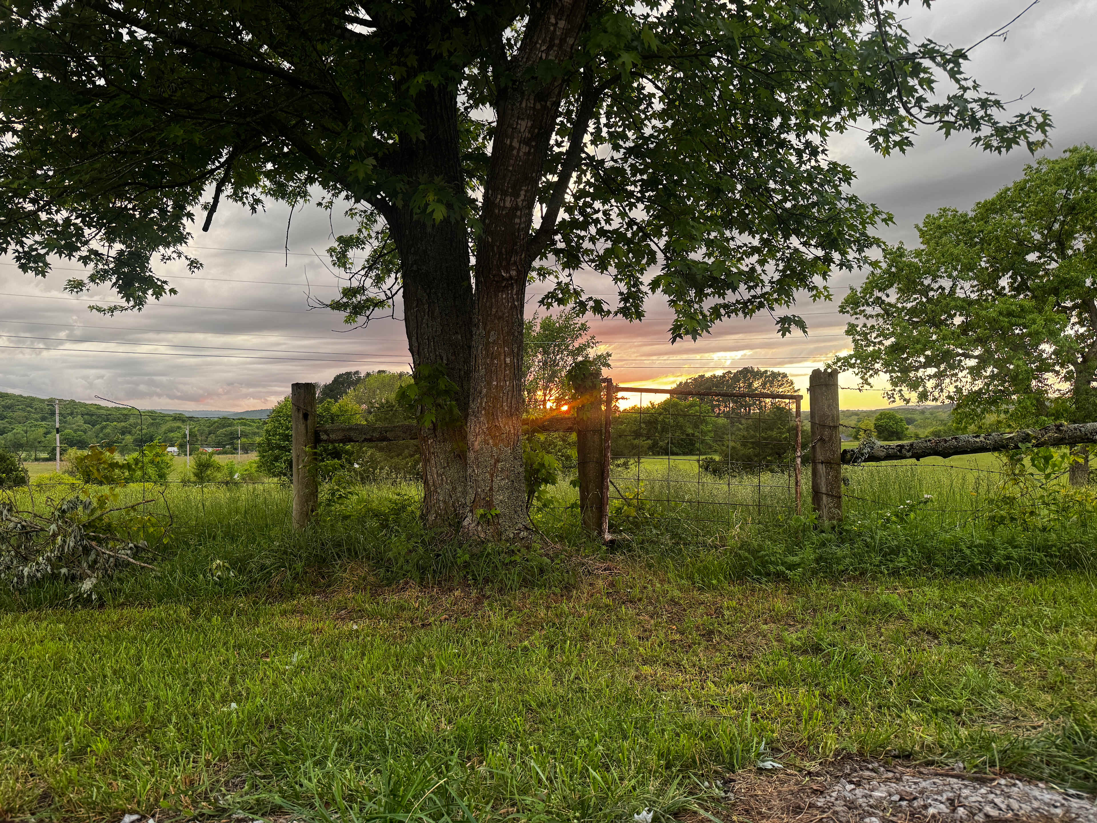 Ferguson Farms
