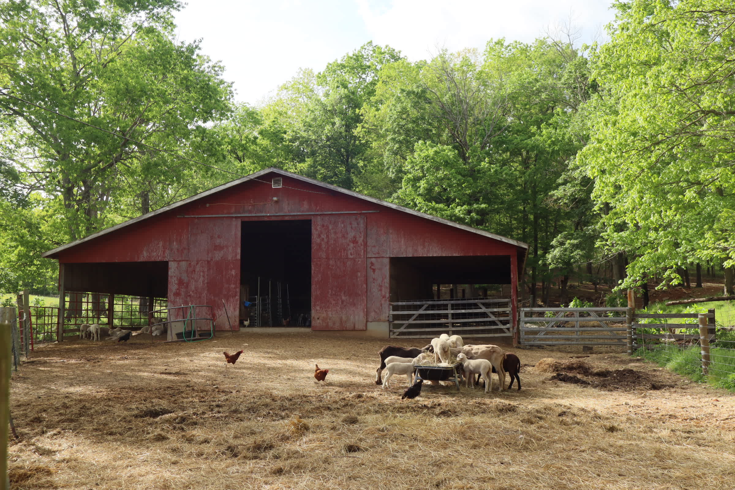 Scottish Highland Cattle Ranch