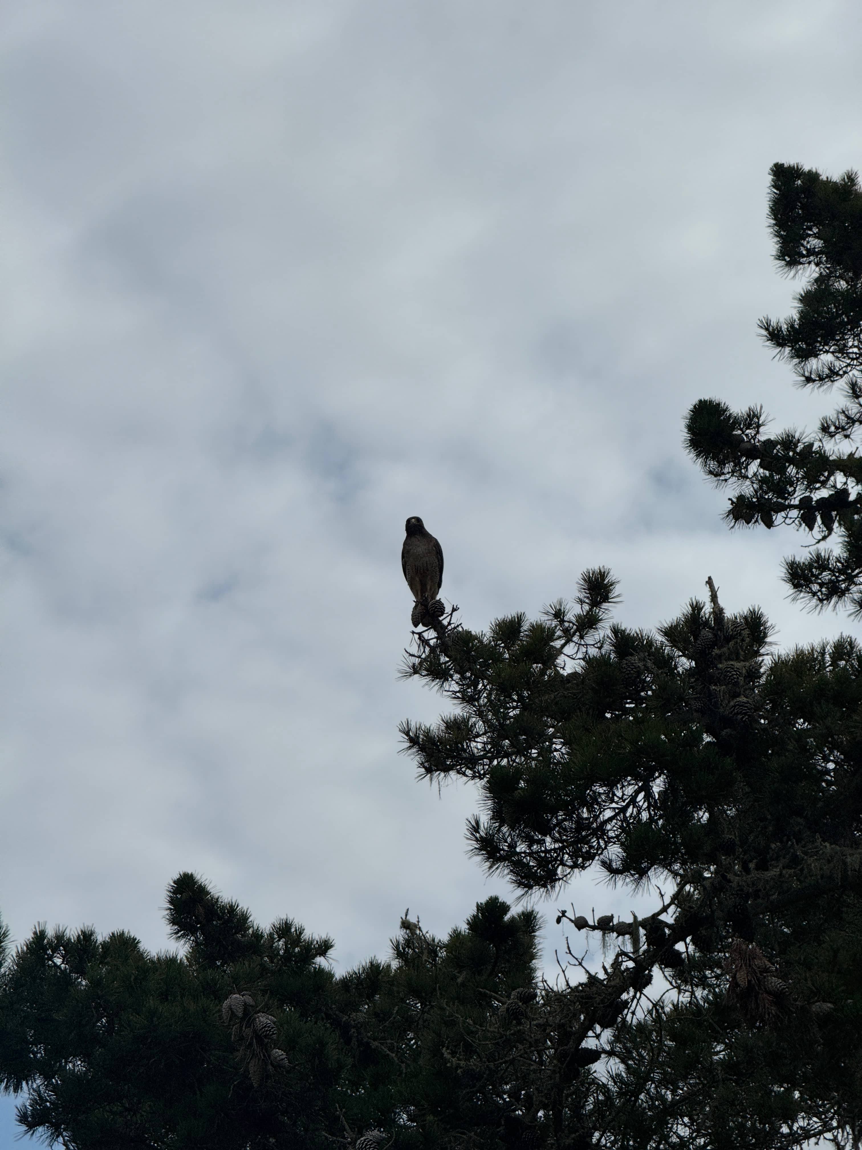 Red-tail Hawk