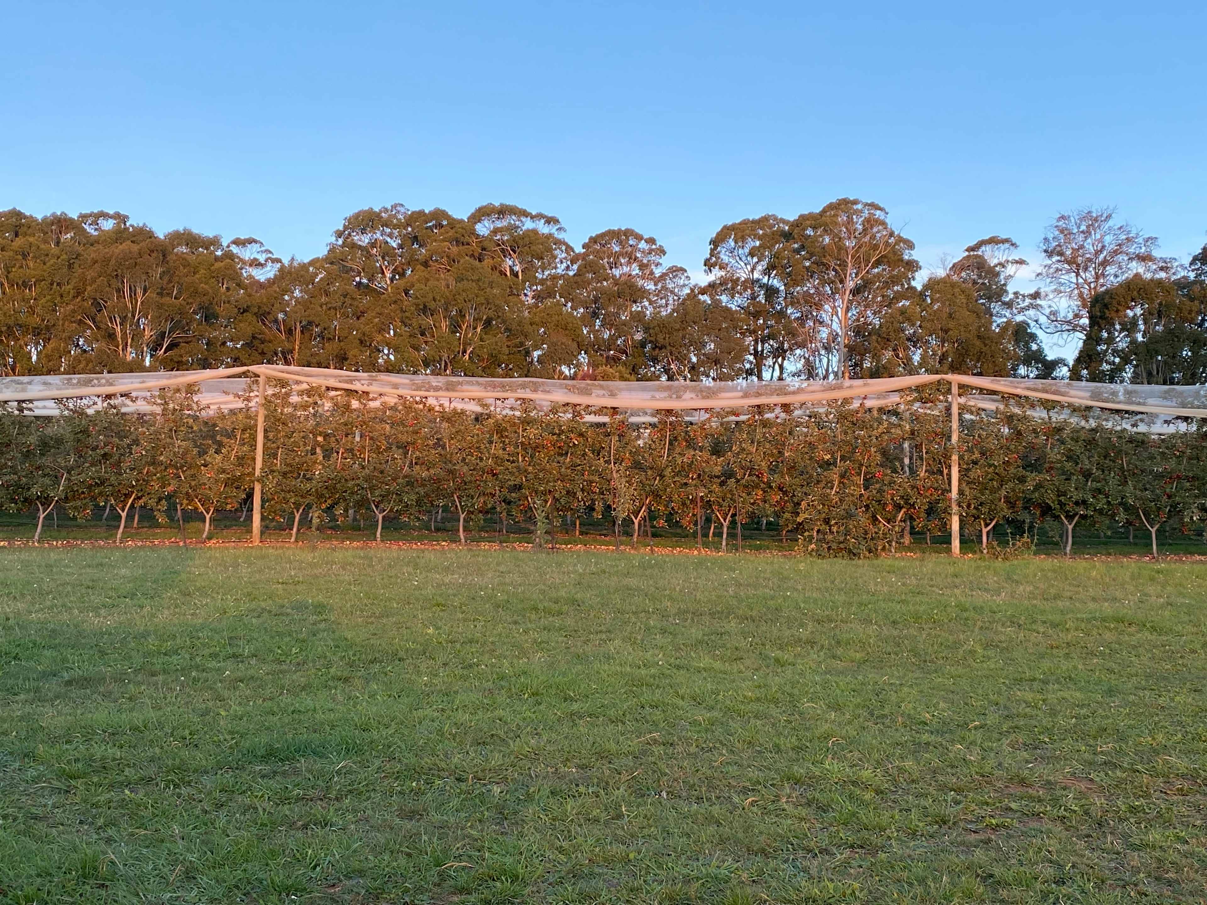 The Orchard