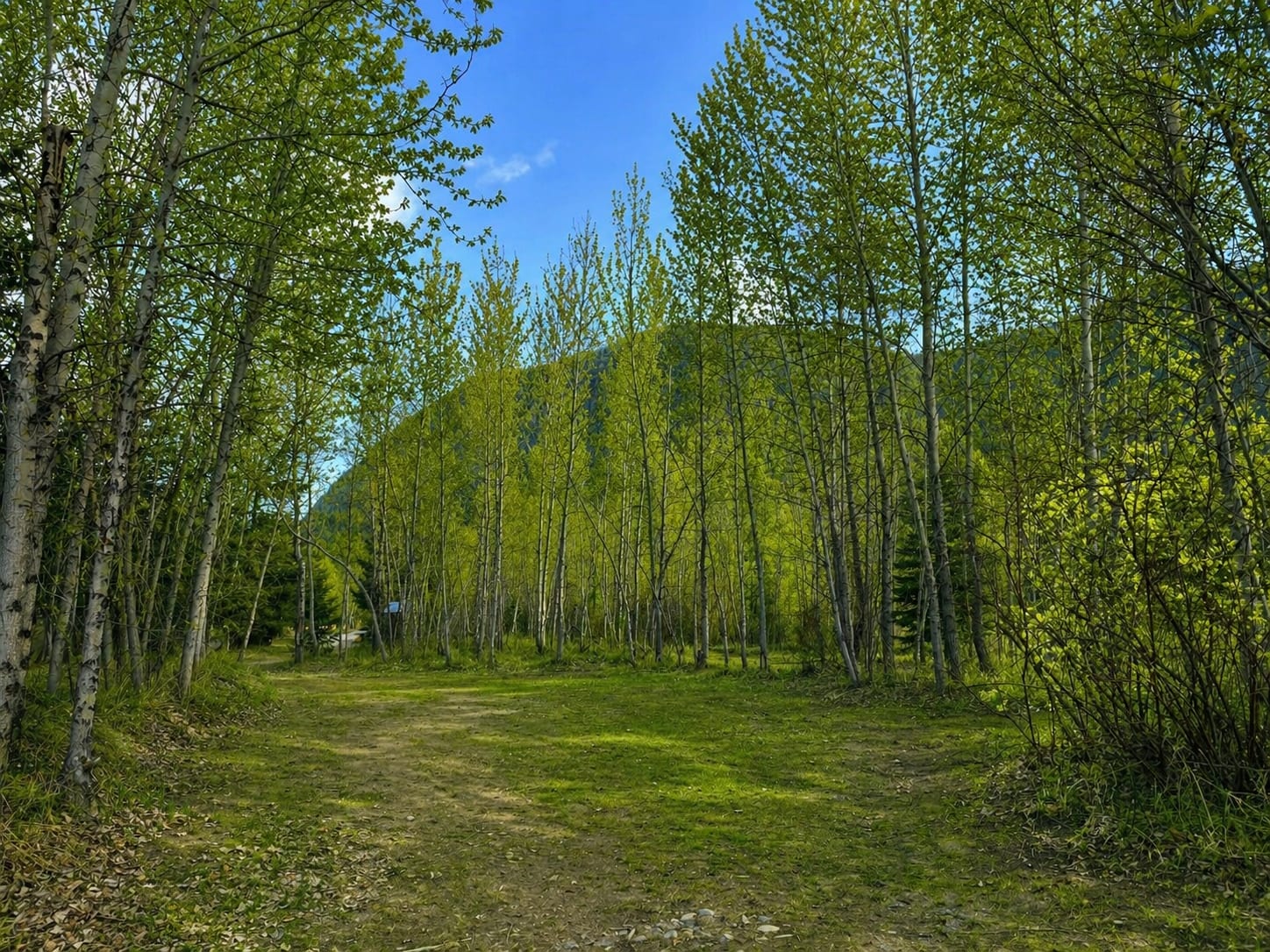 Picture of the site