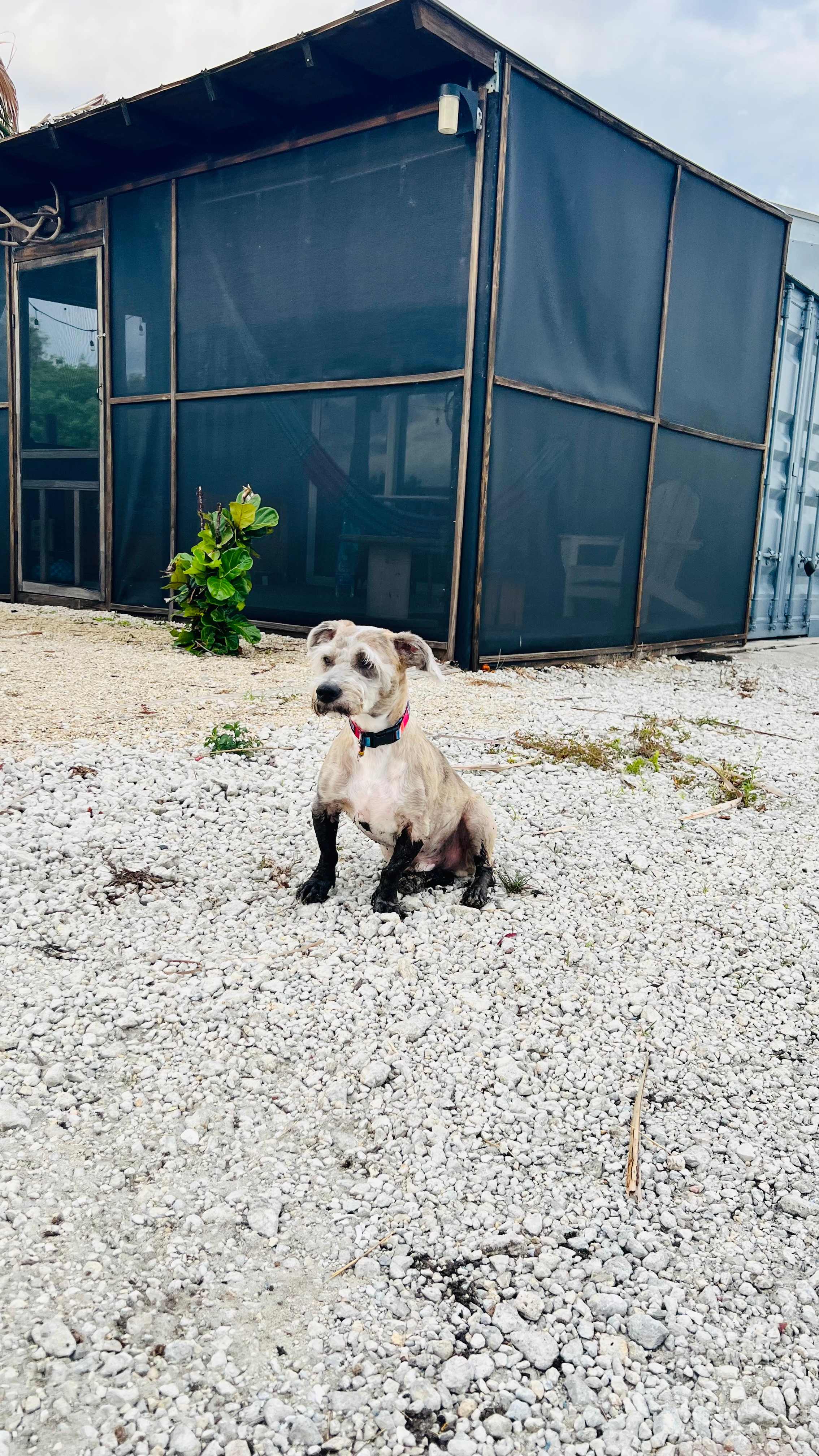 Dirty dog