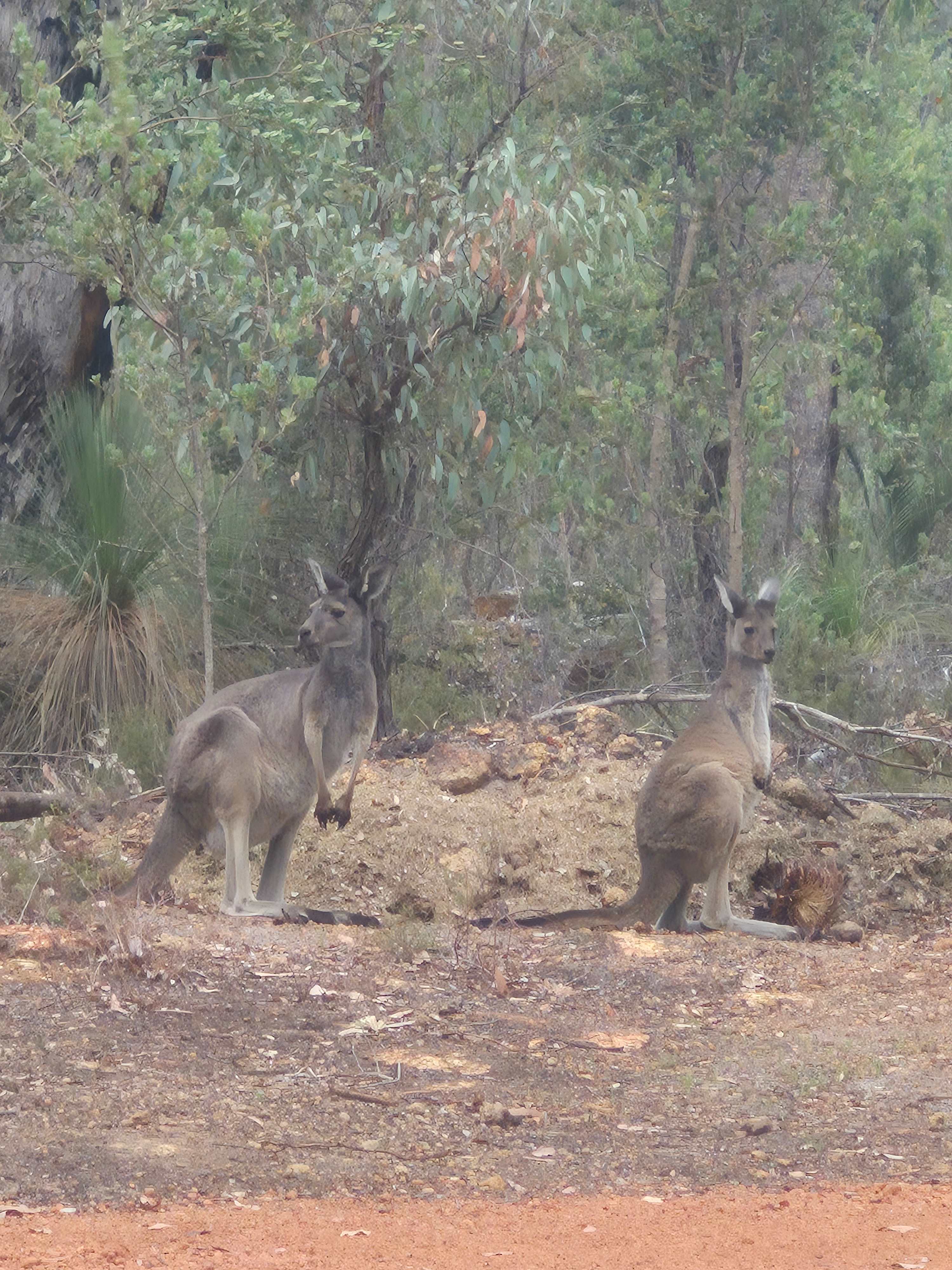 Local wildlife neighbours
