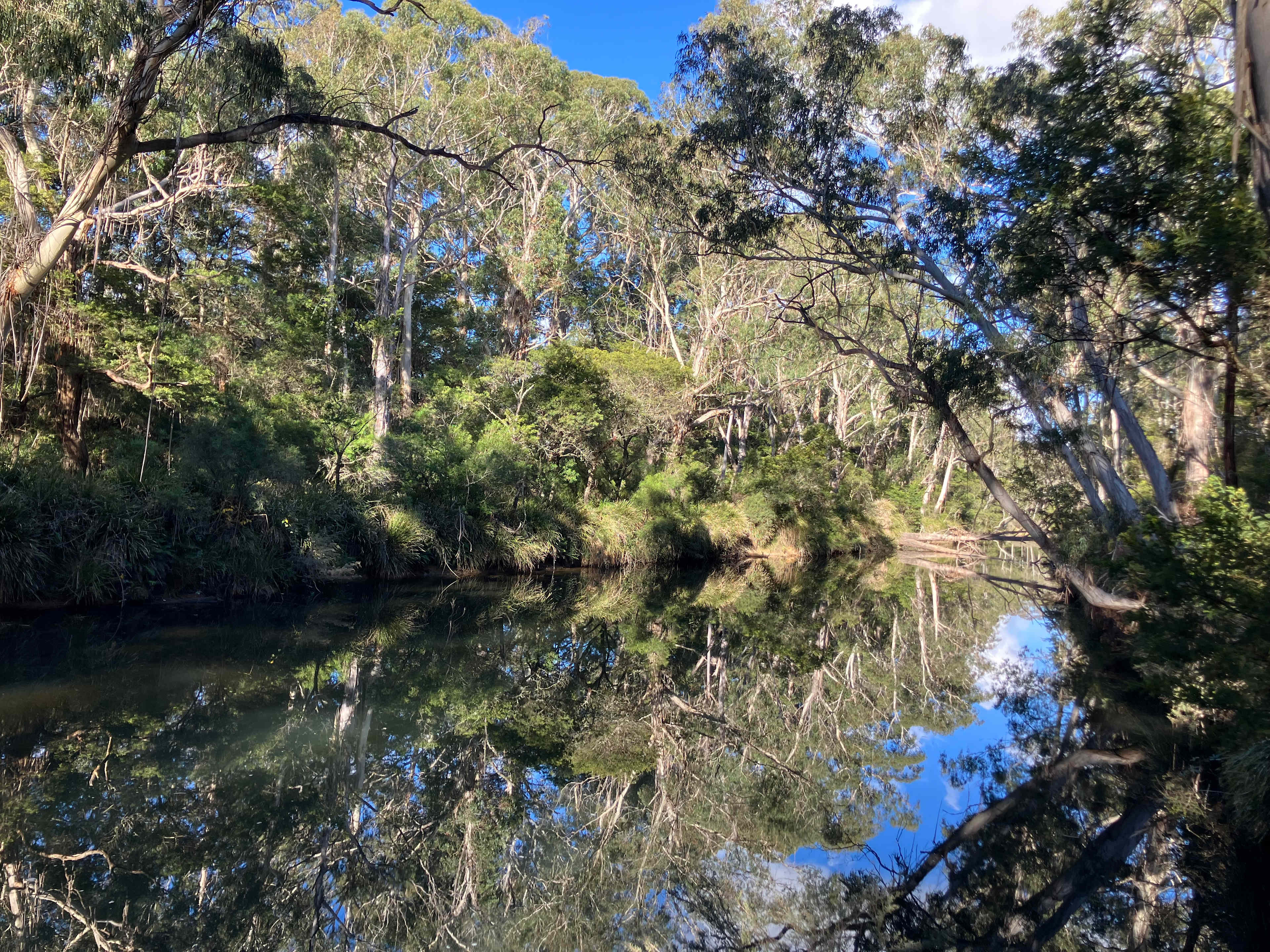 Scribbly Gum secluded bush camping