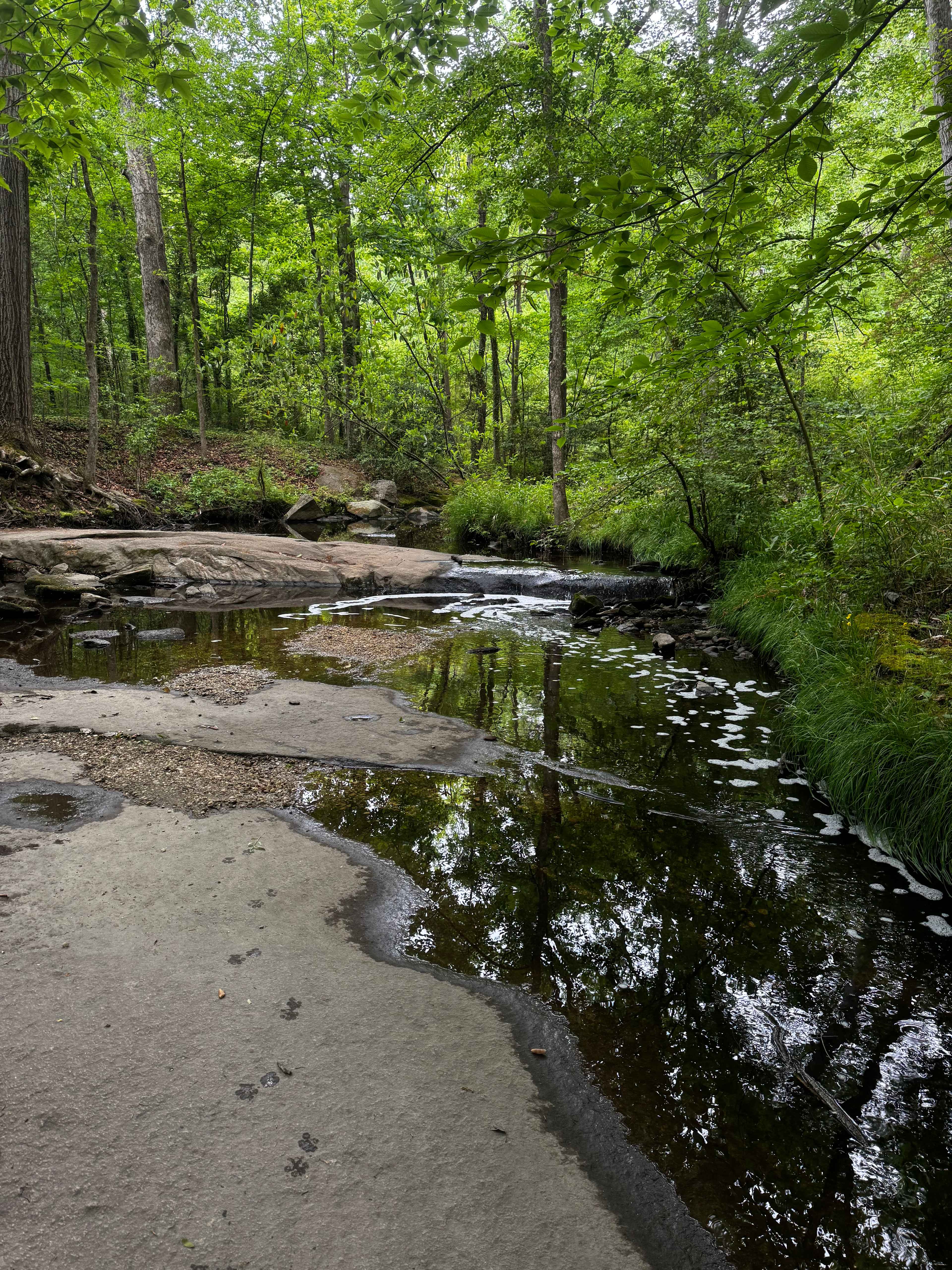 City Camp on Reedy Creek