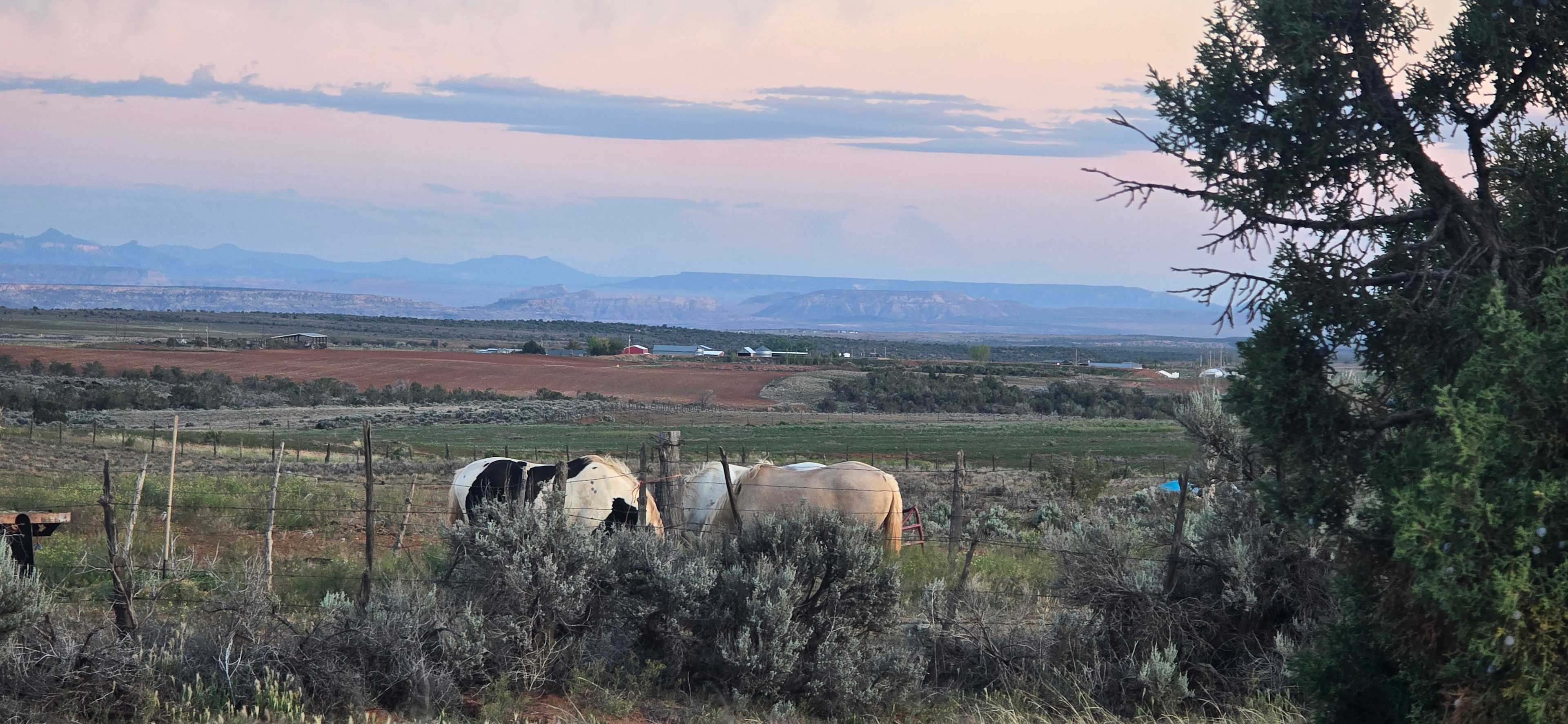 Horses across the road