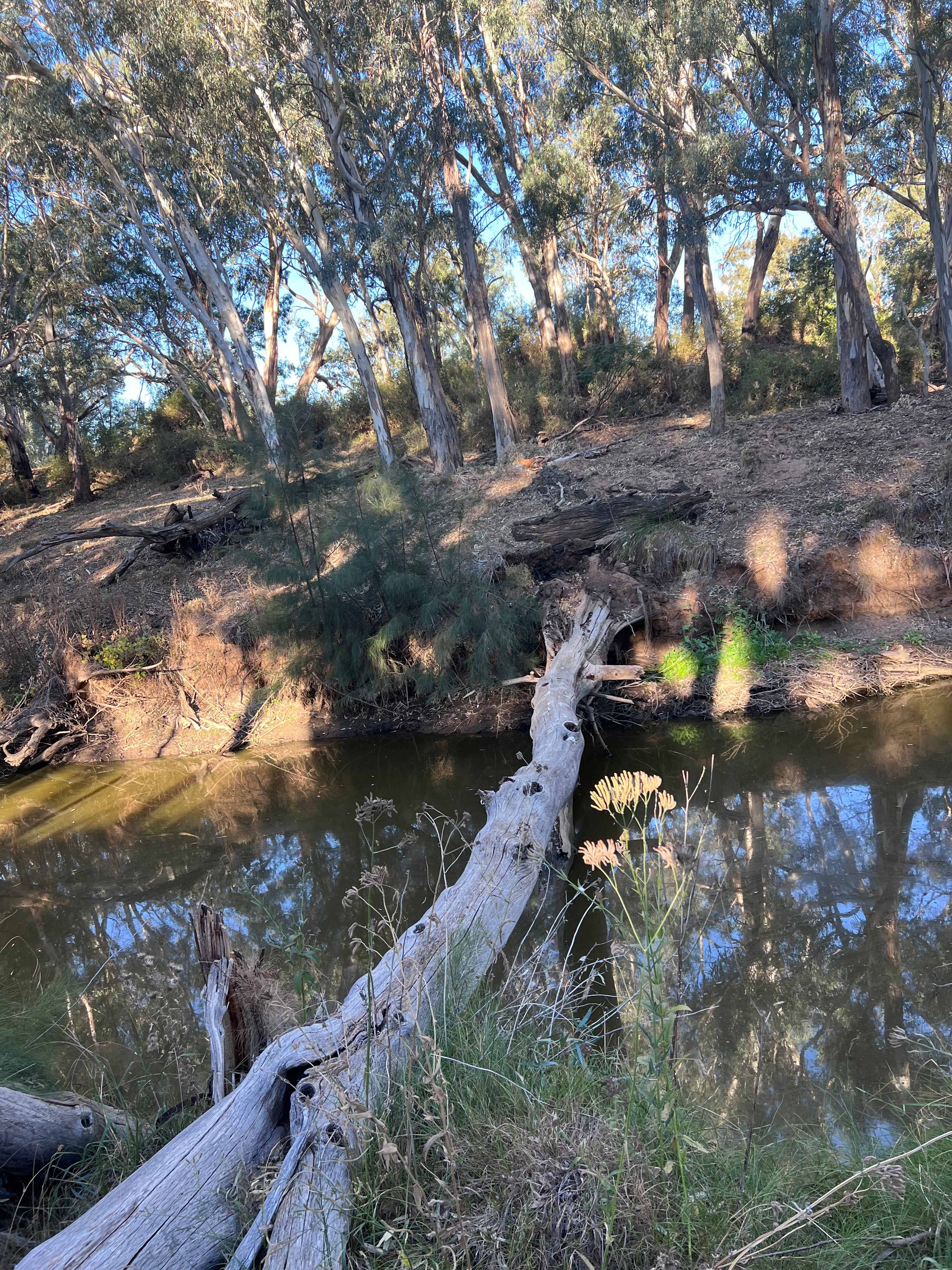 Cadagi Farm Stay in Central West NSW