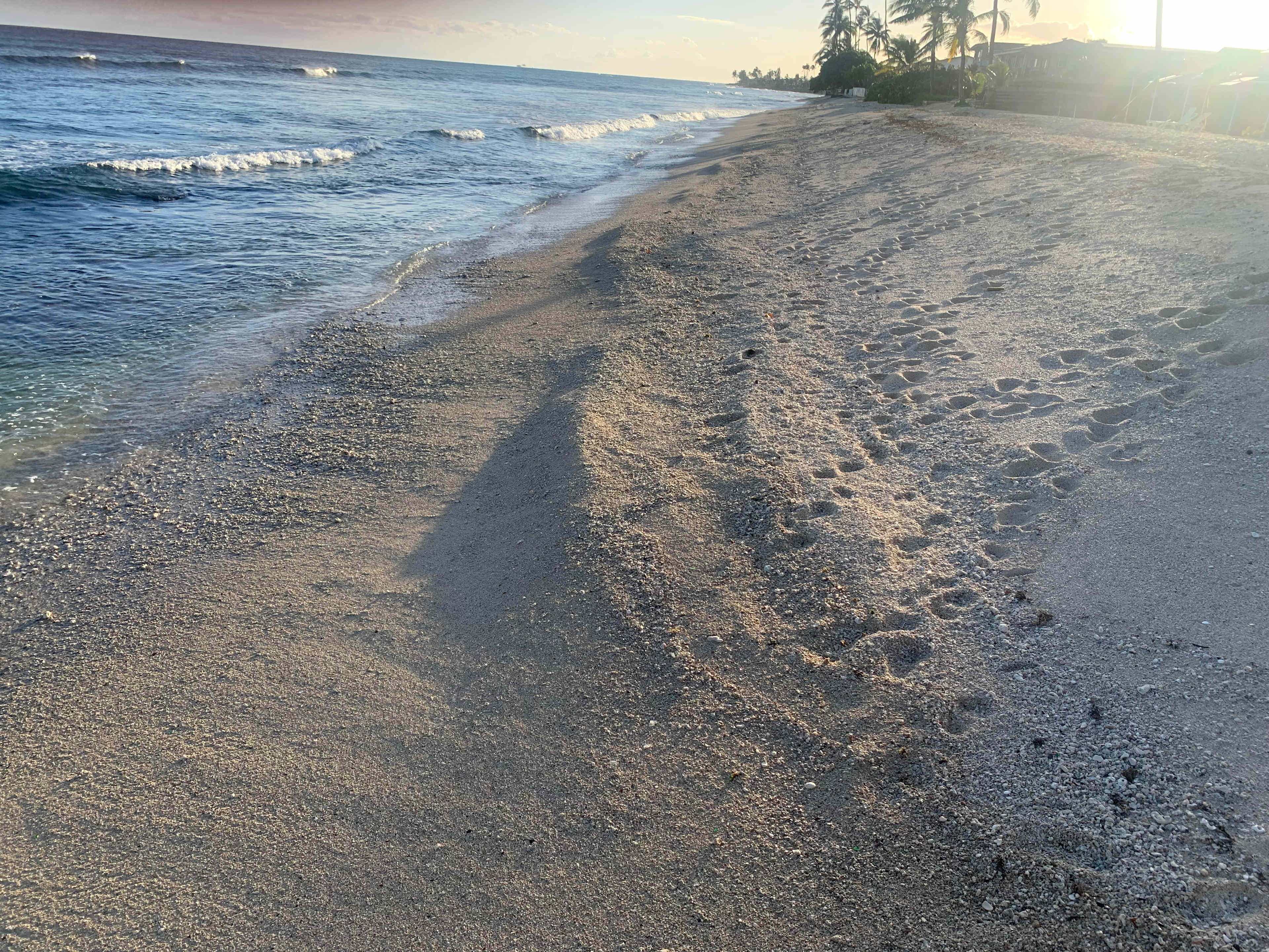 The Beach