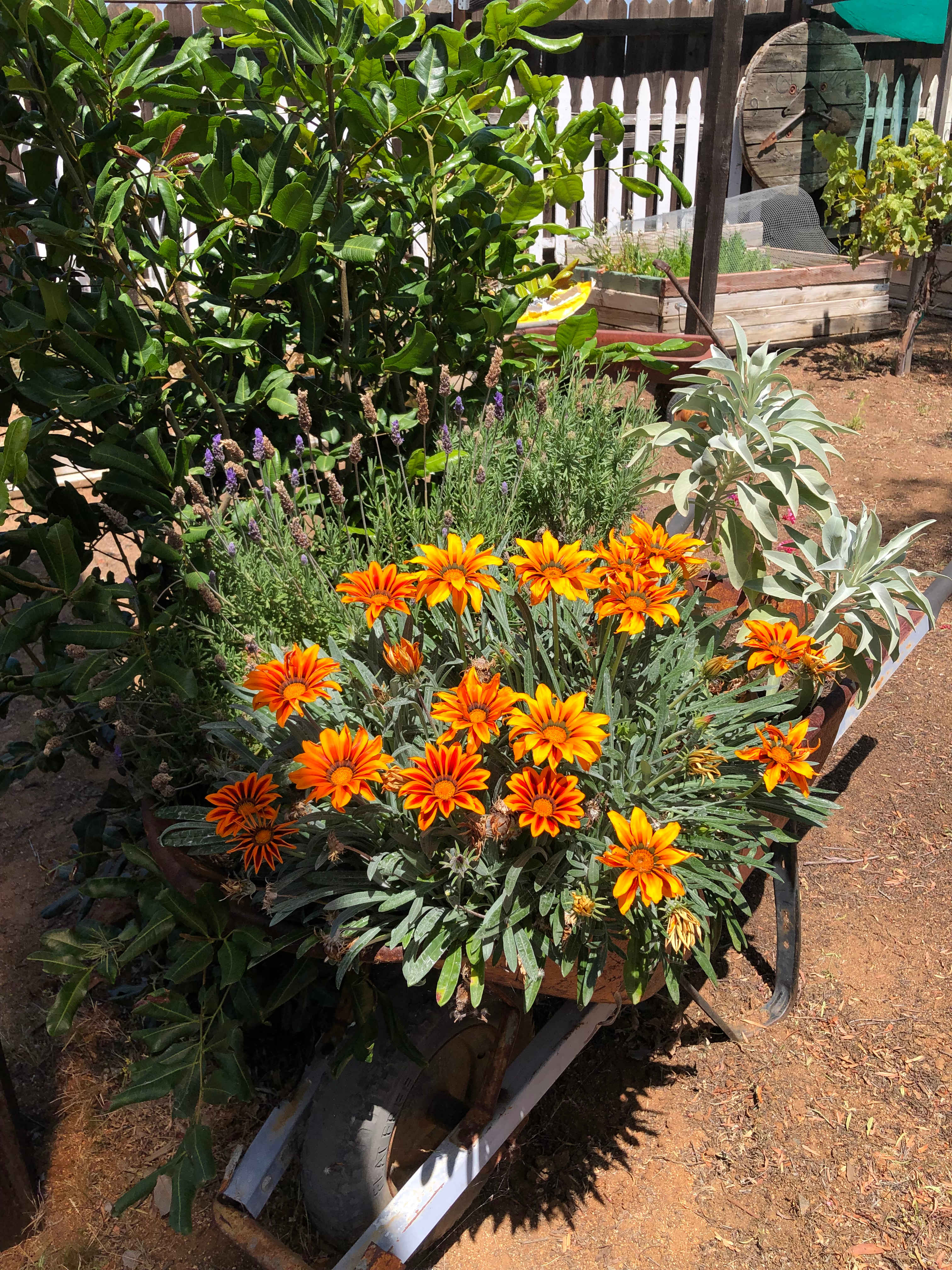 Beautiful natural flowers 