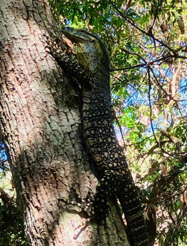 Hogback