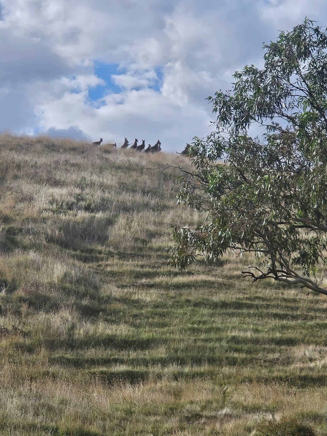 First time we have seen a big mob at the farm