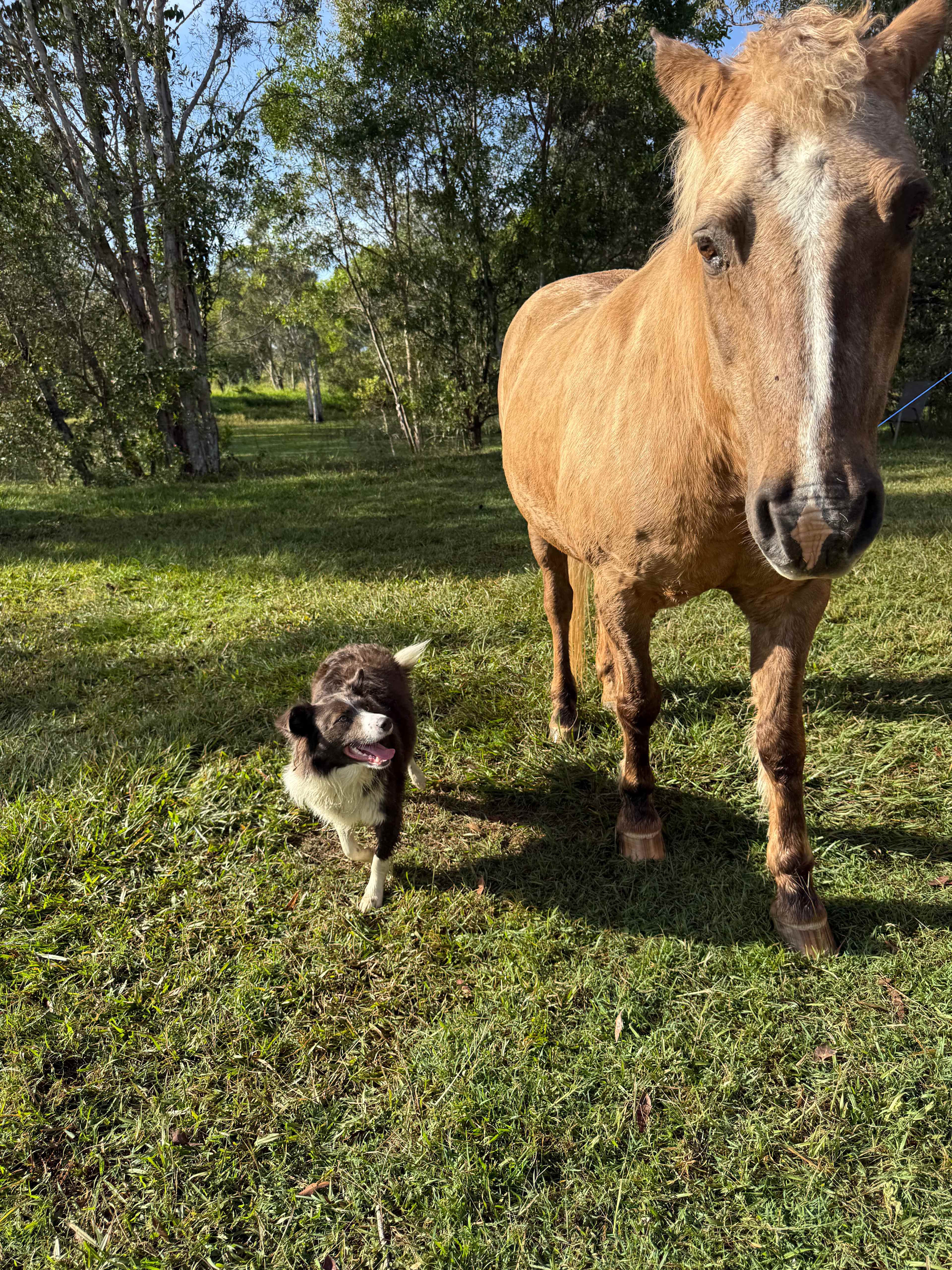 Clyde’s Forest Farm Adventure