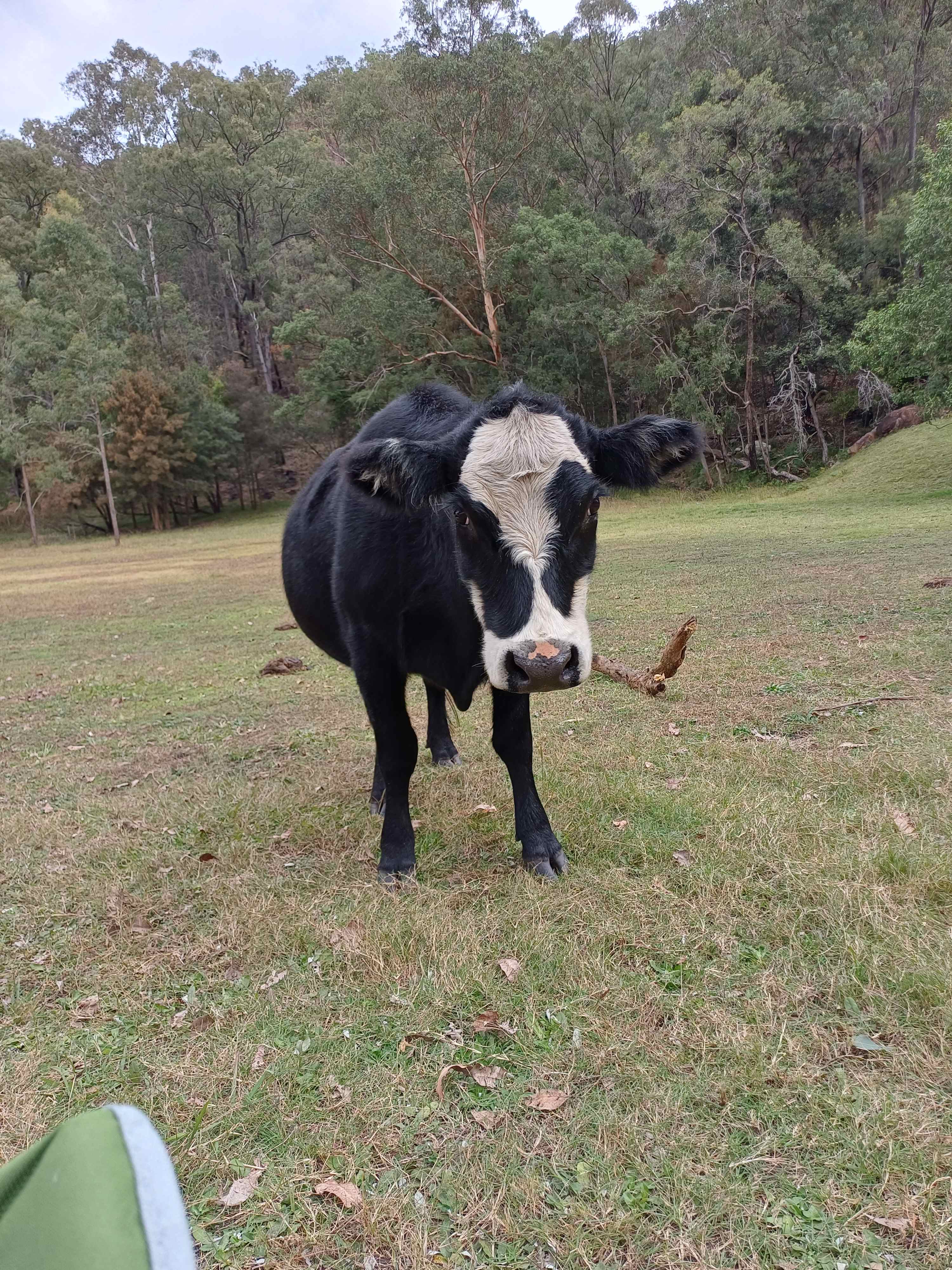 Very friendly cows