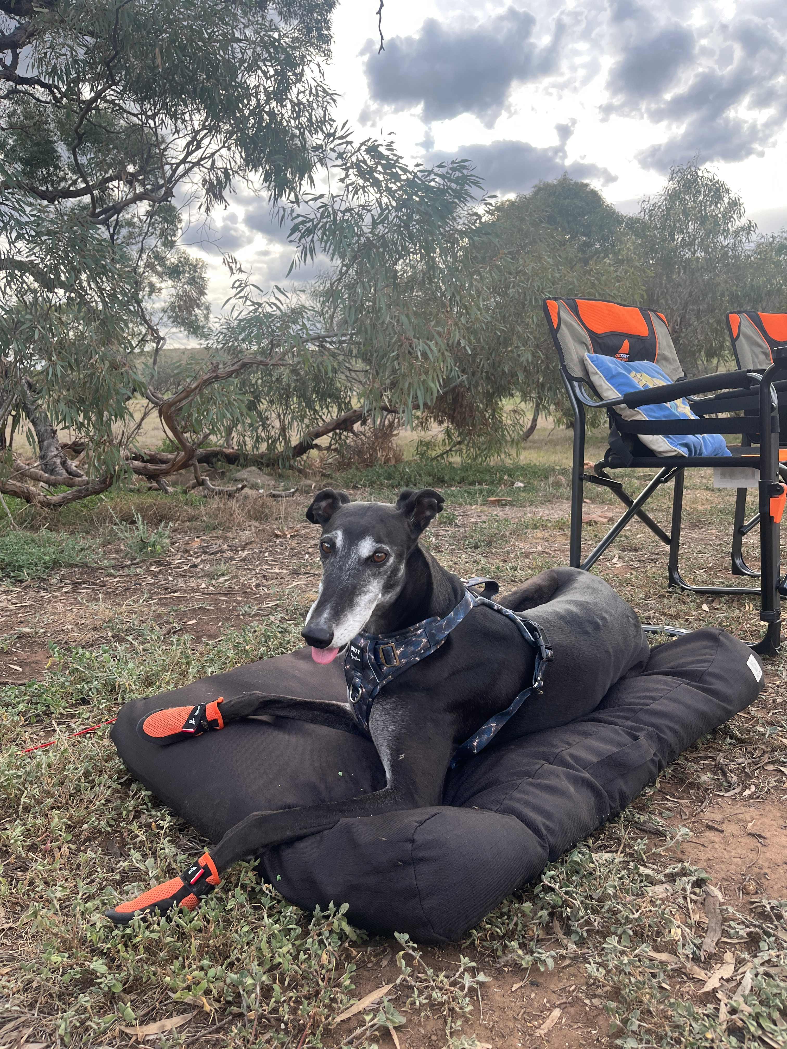 Tyson loves a good camp site