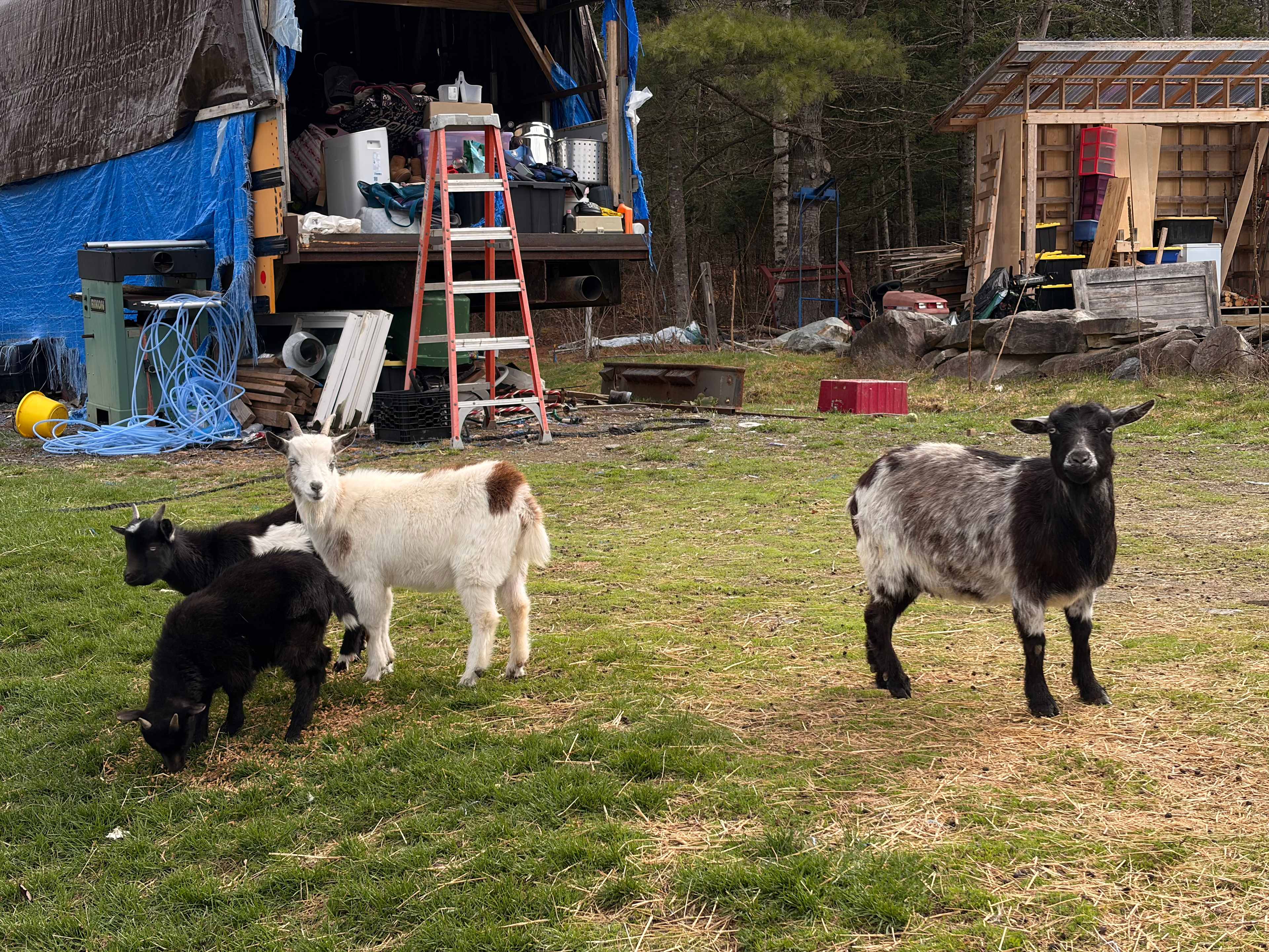 Adorable goats