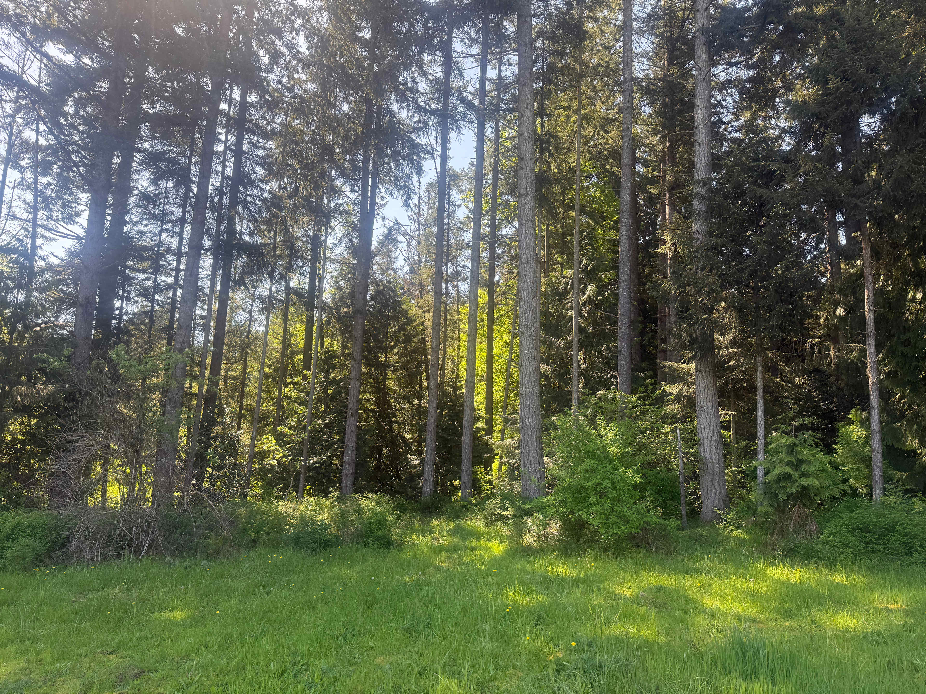 Cedar Hollow