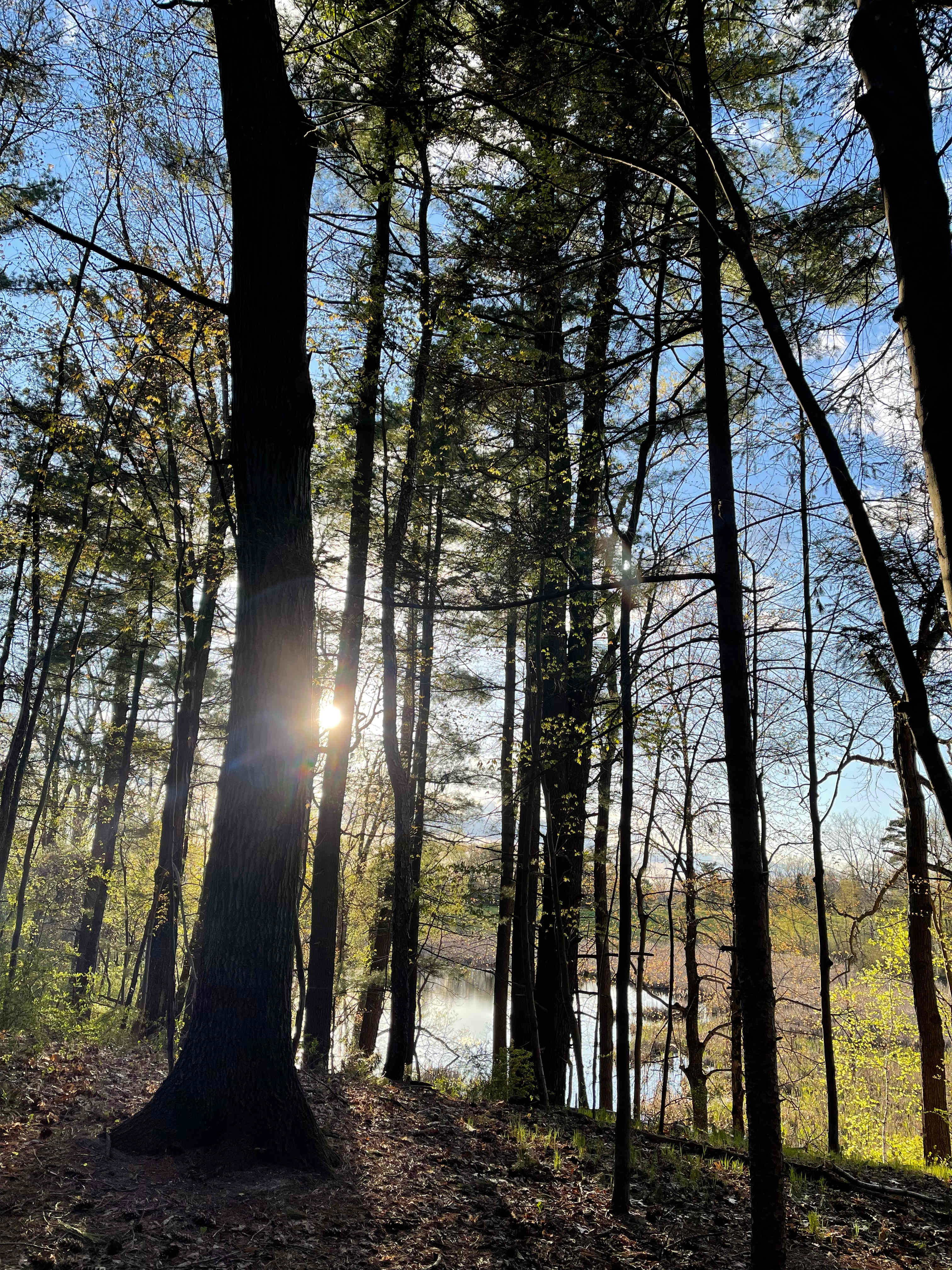 Mulligan's Valley in the Woods