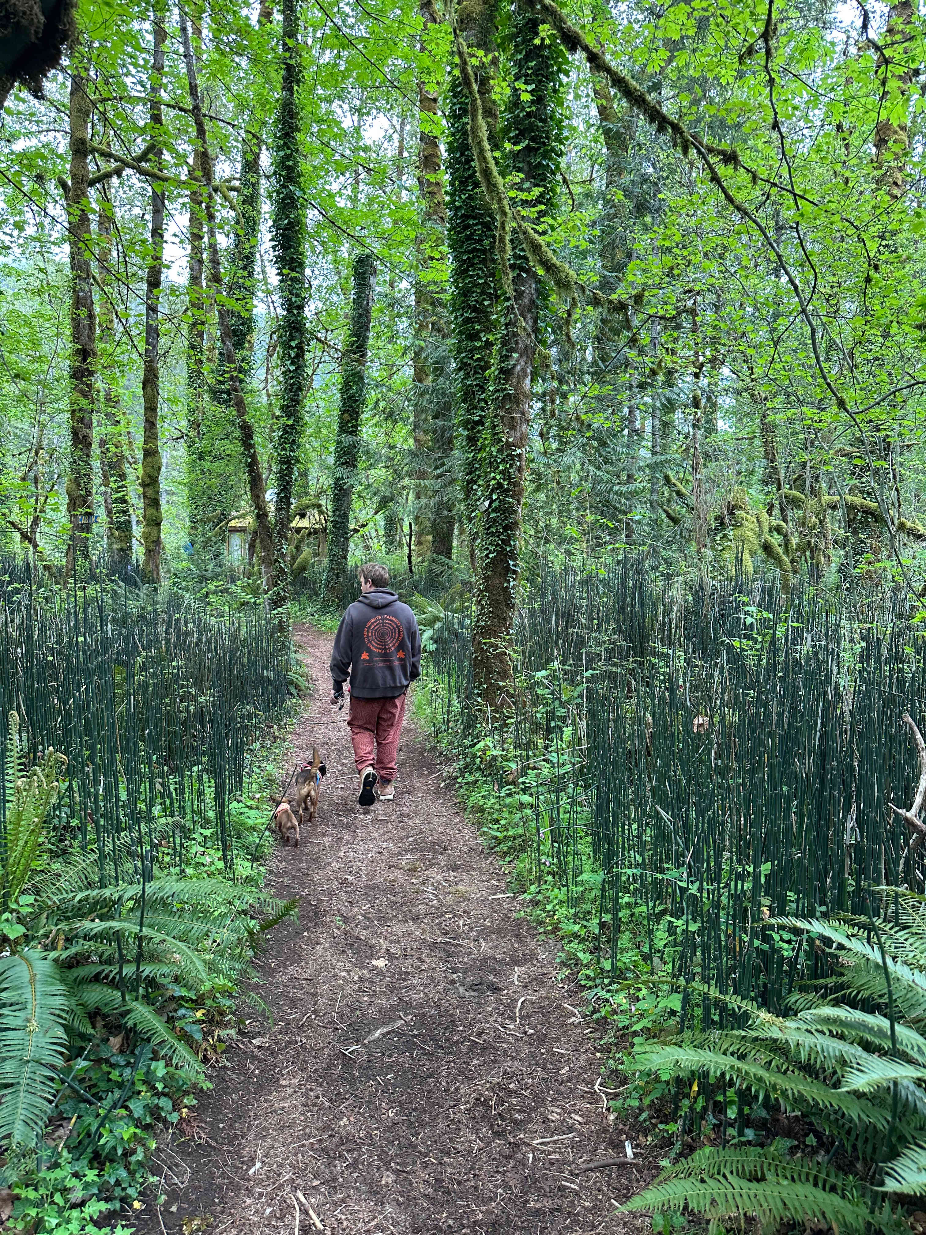 Mt. Hood Enchanted Forest