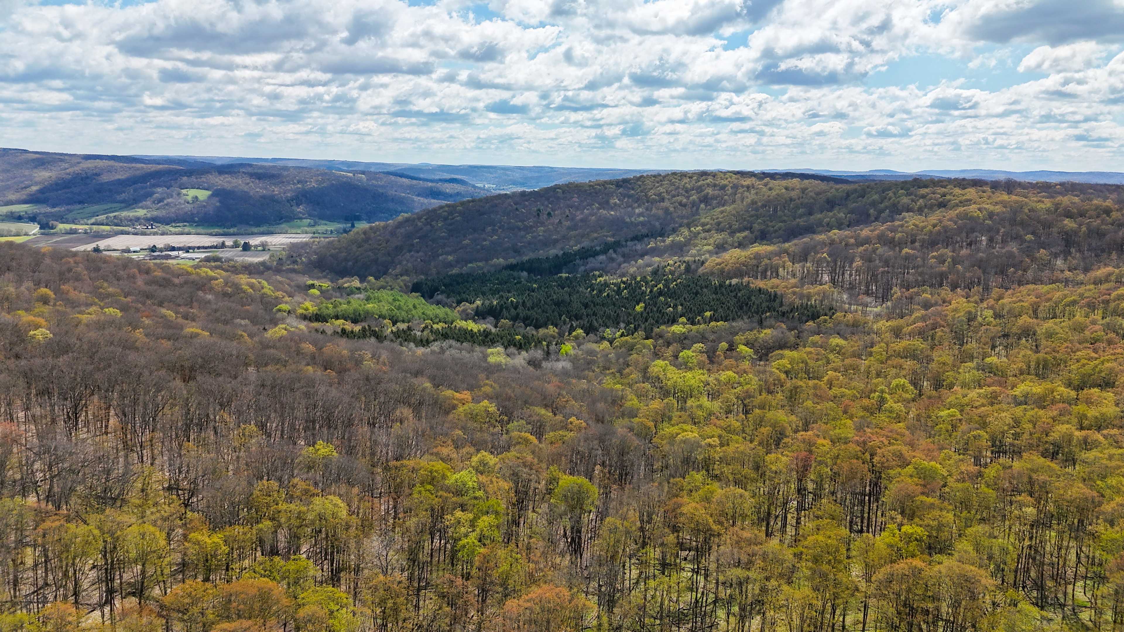 Ellicottville Woods