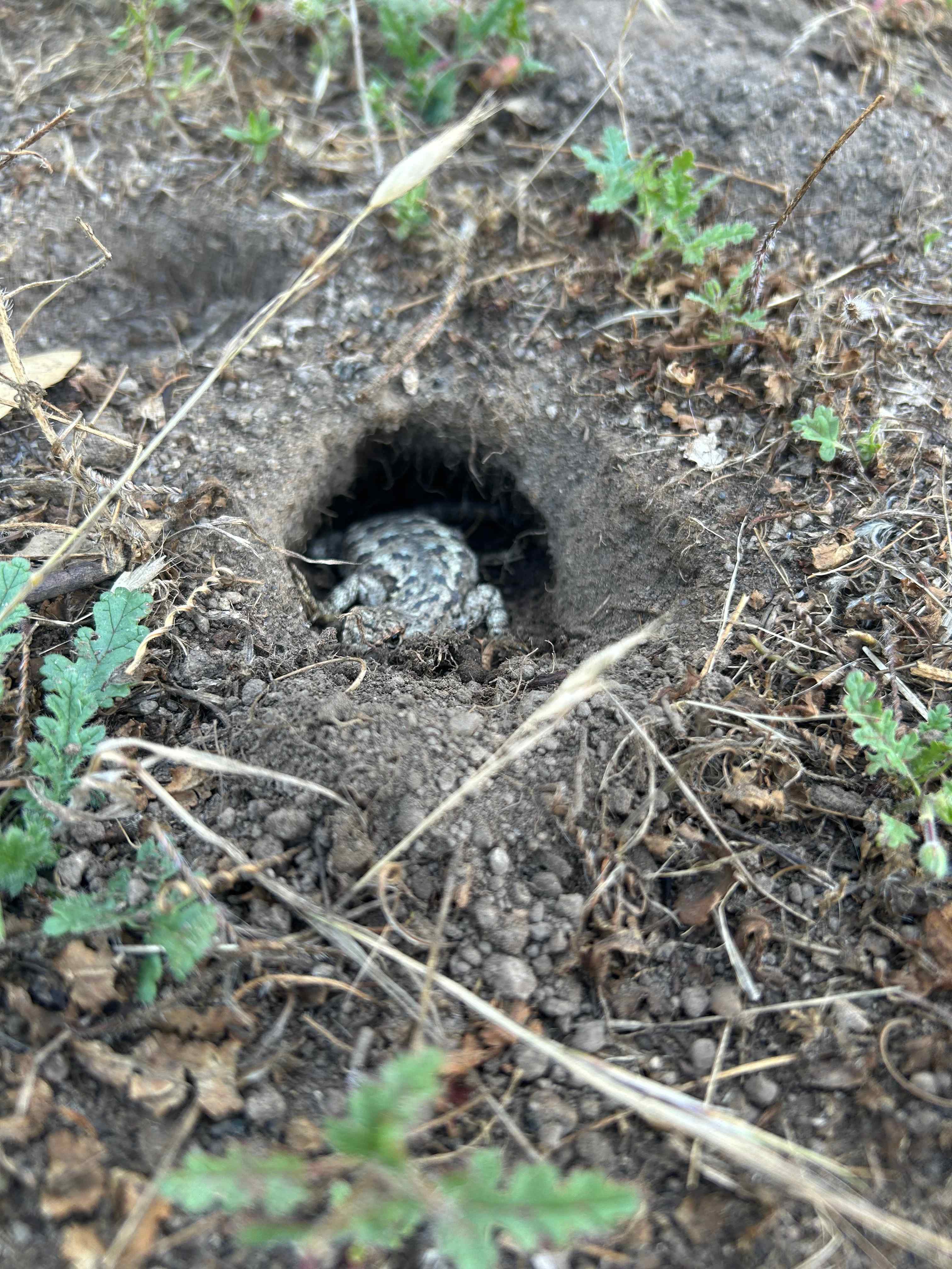 lizards, gophers, and other cute creatures all over the property:)
