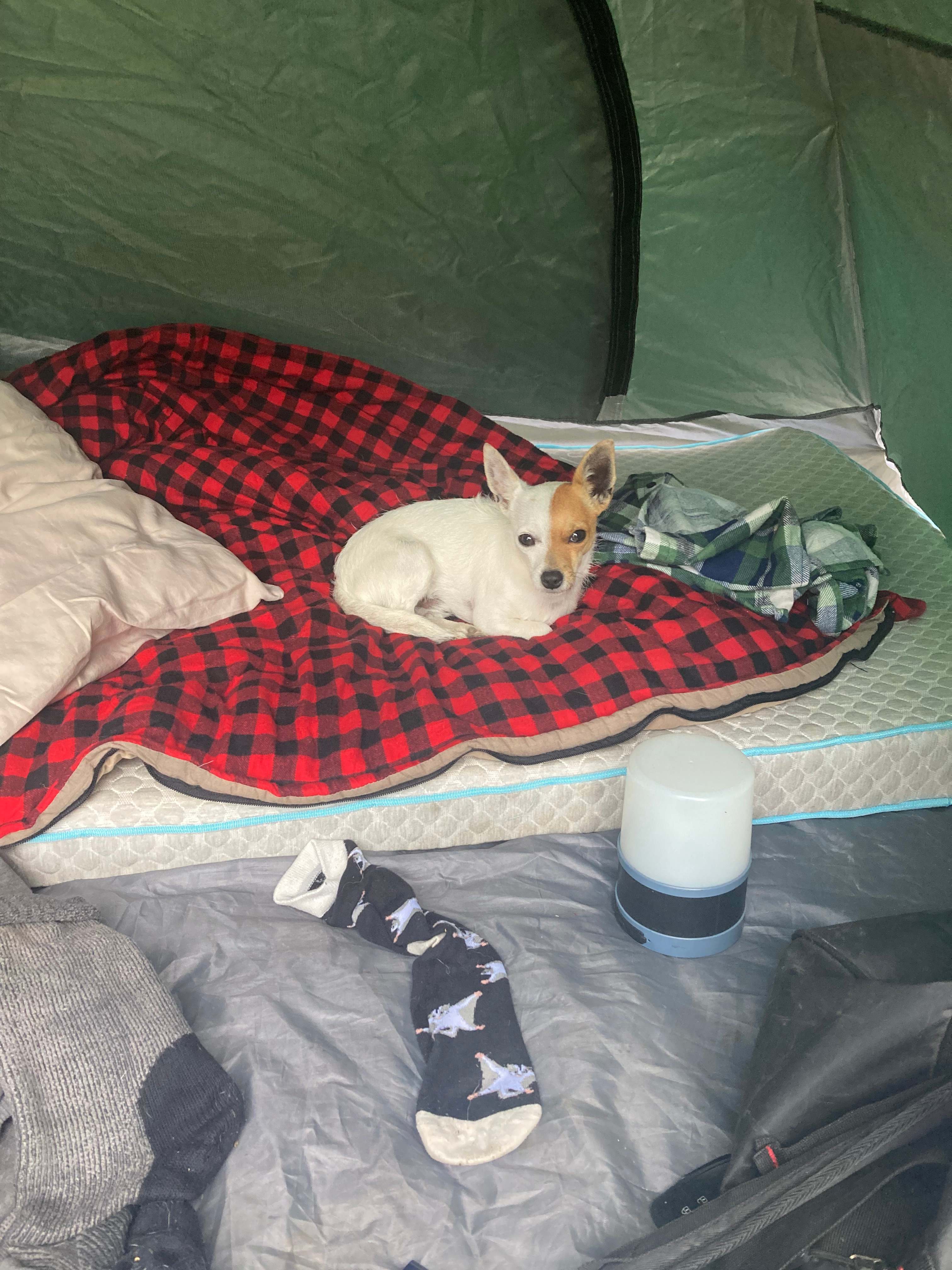 Teddy made himself at home
