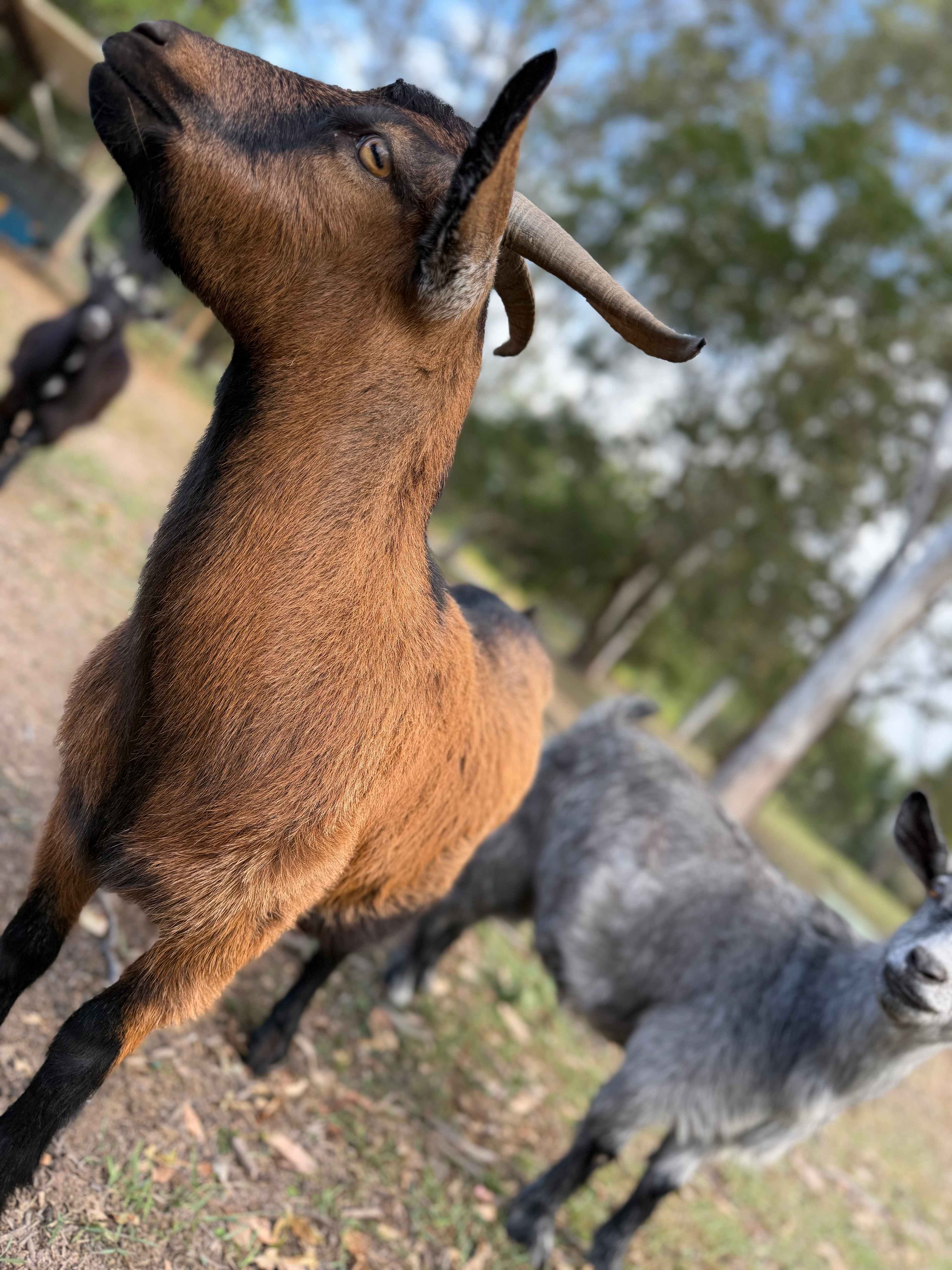 Hidden Creek Farm Qld