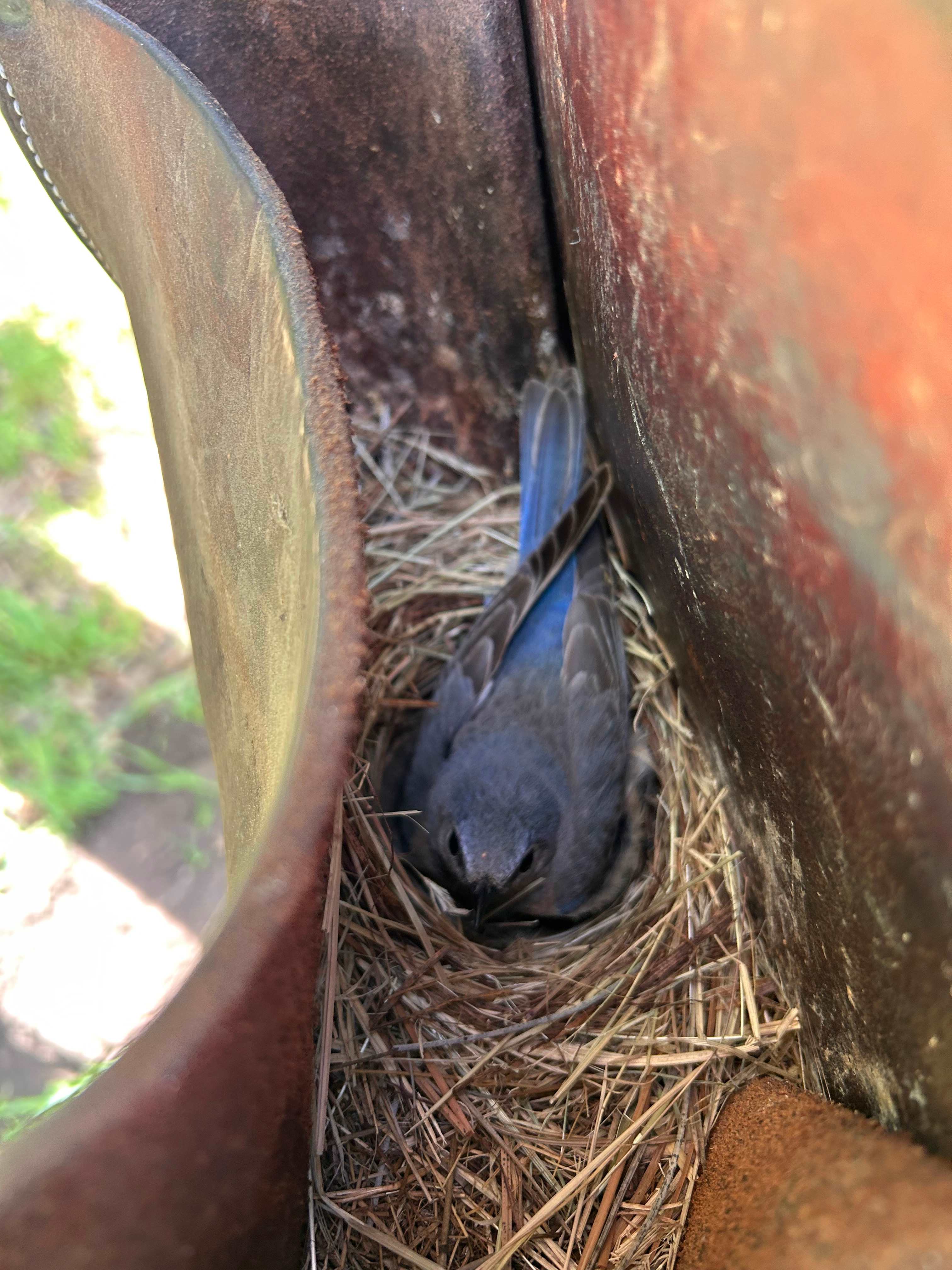 Nest in the saddle bags :)