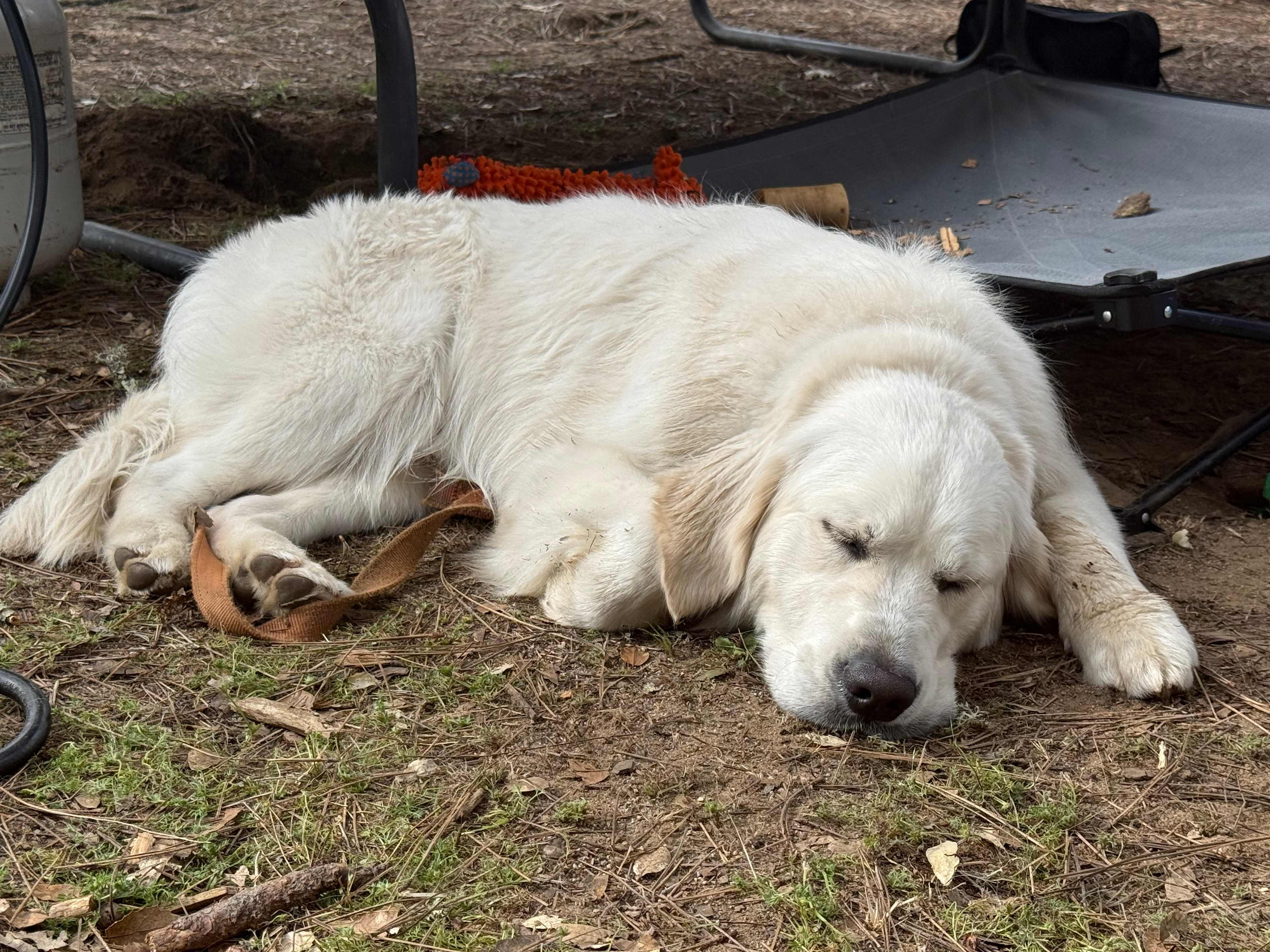 Allowed because he is a recognized service dog. 