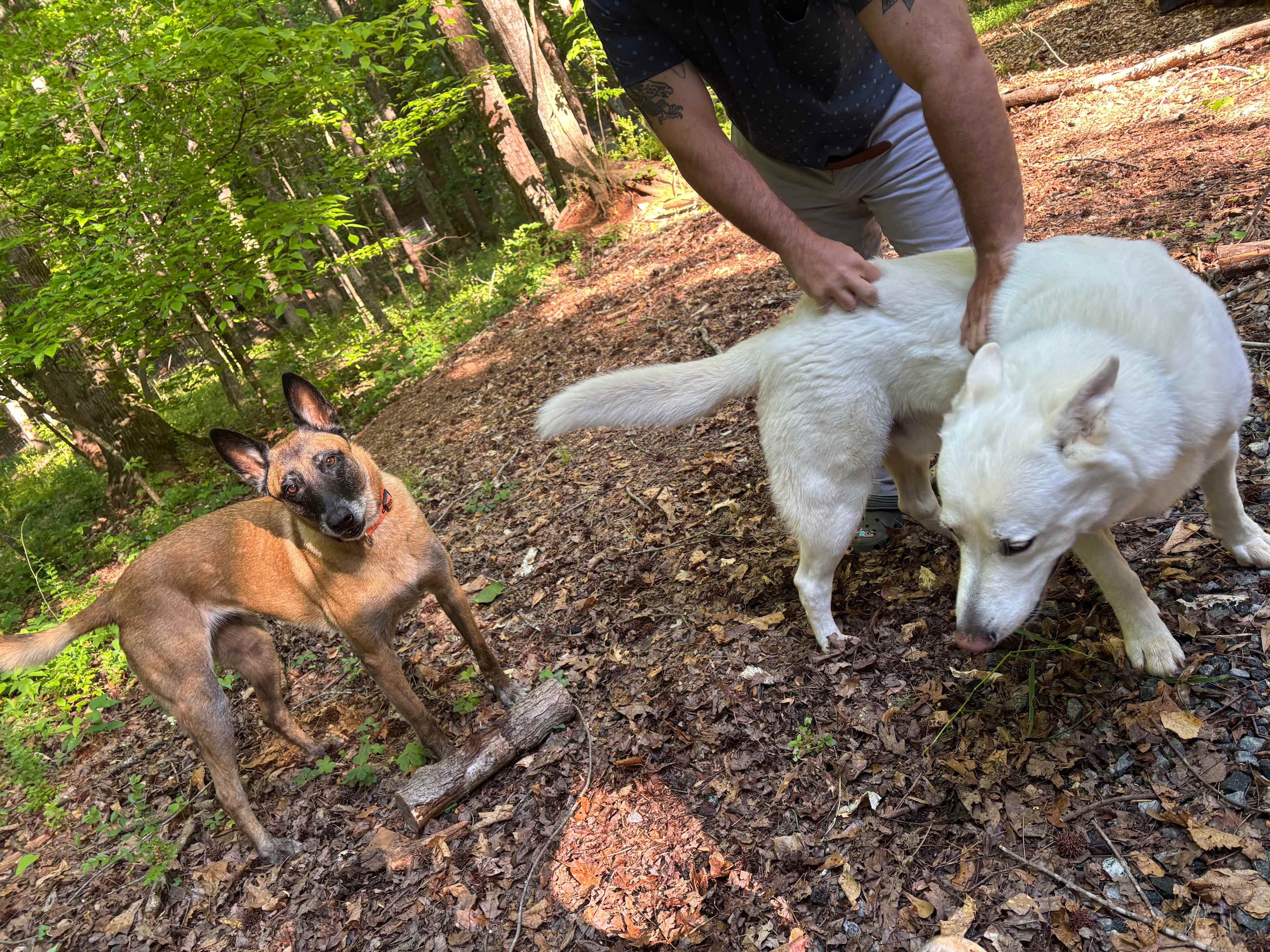 2 friendly pups to greet us 