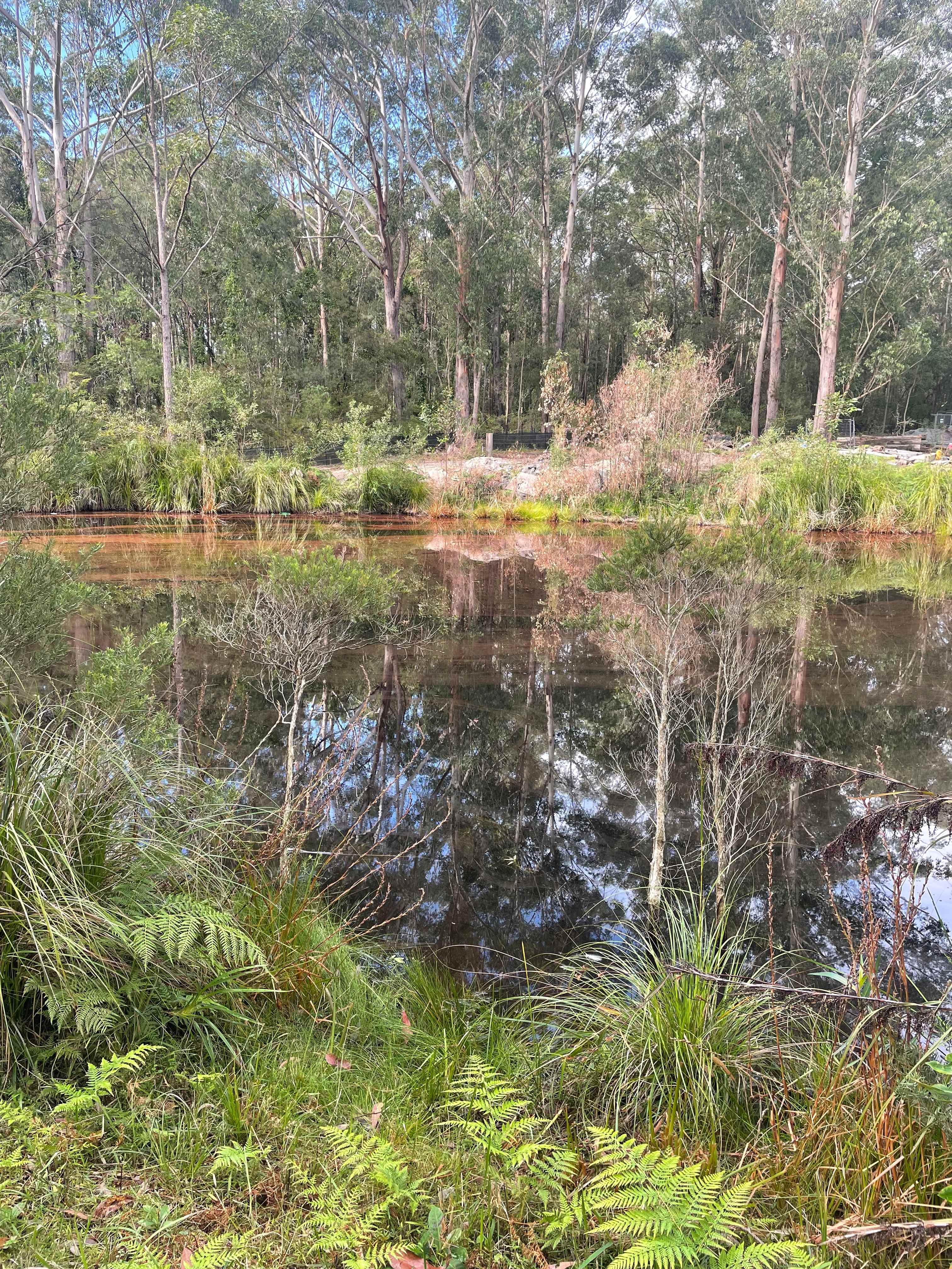 Mistinthegumtrees BUDGET 2 GLAMPING
