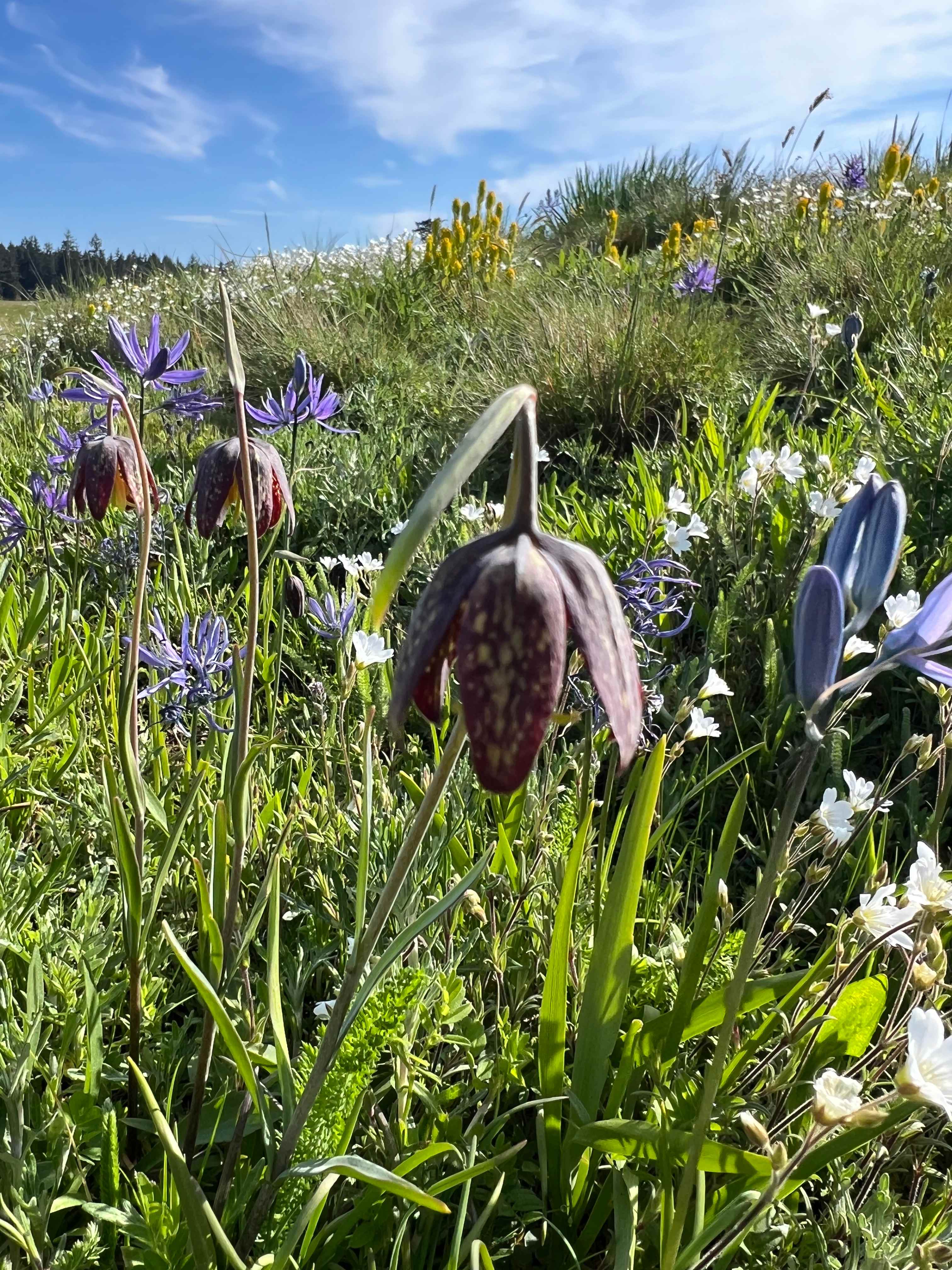 Fritillaria