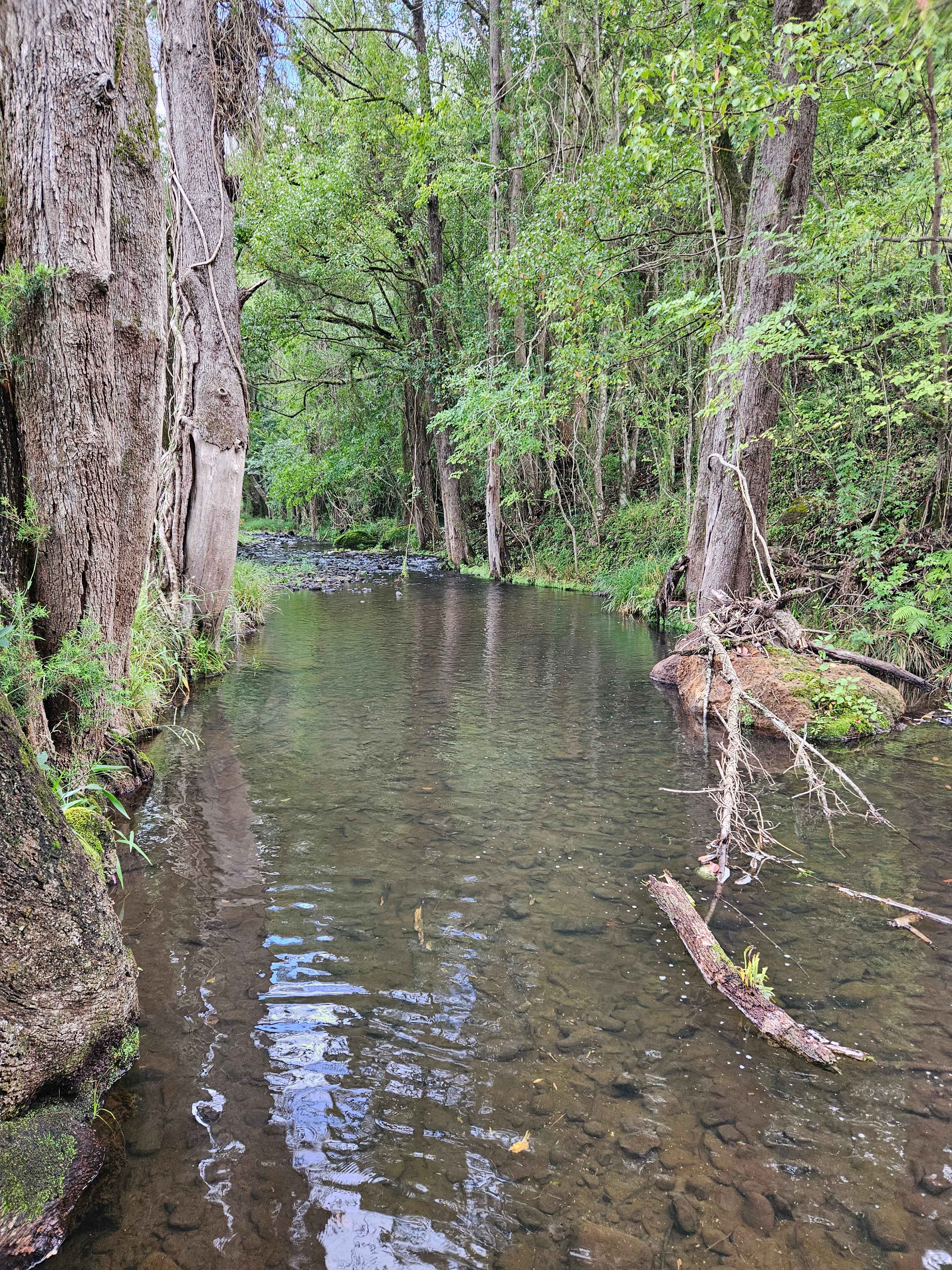 Tranquil Creek