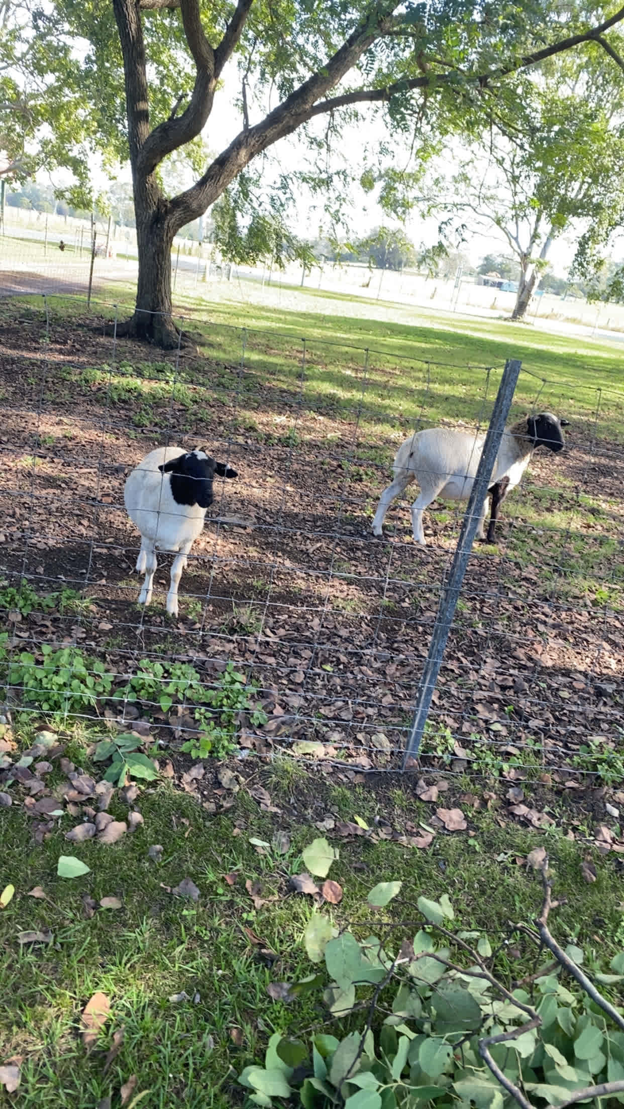 The Back Paddock