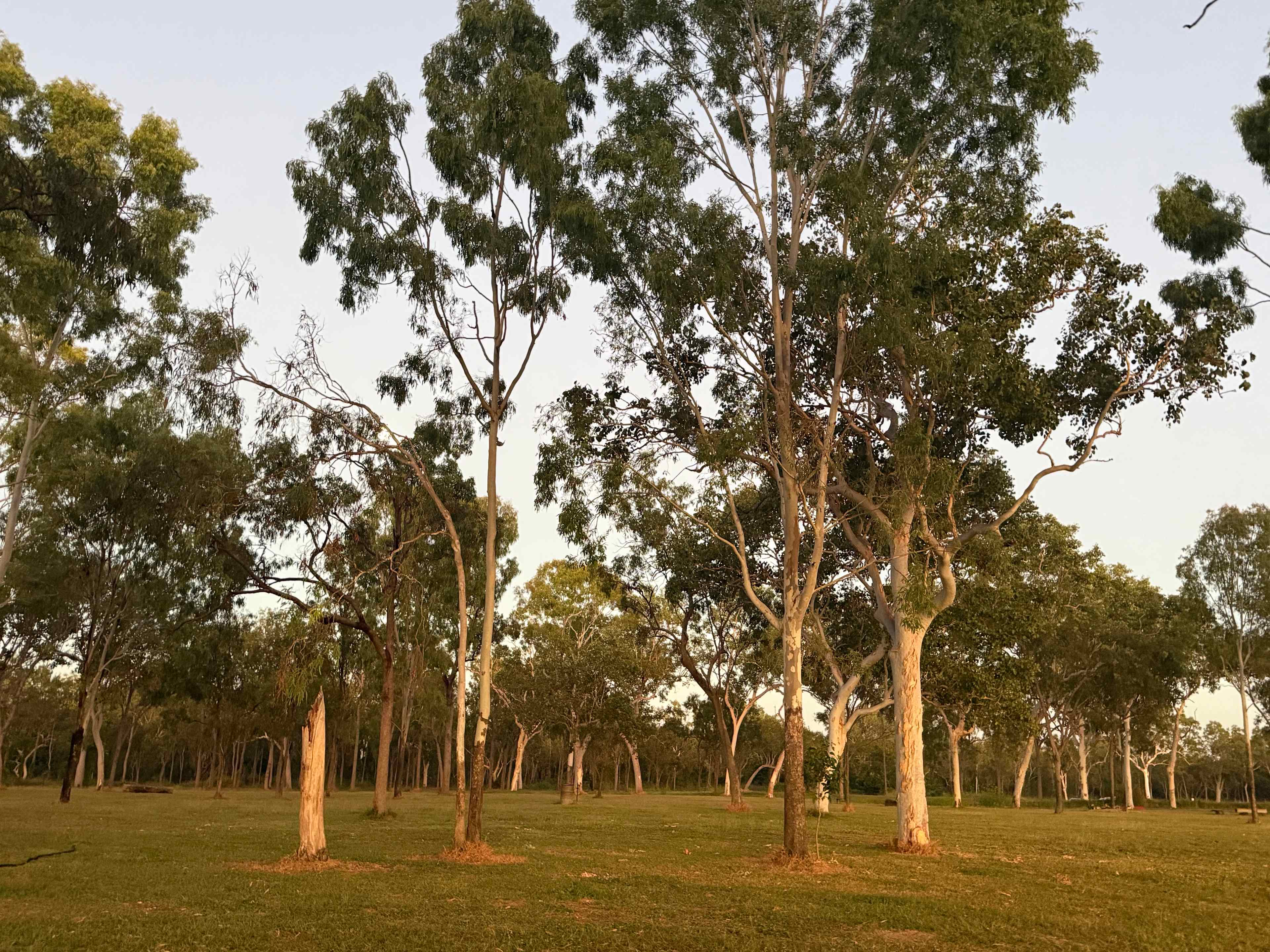Gumtree Rest